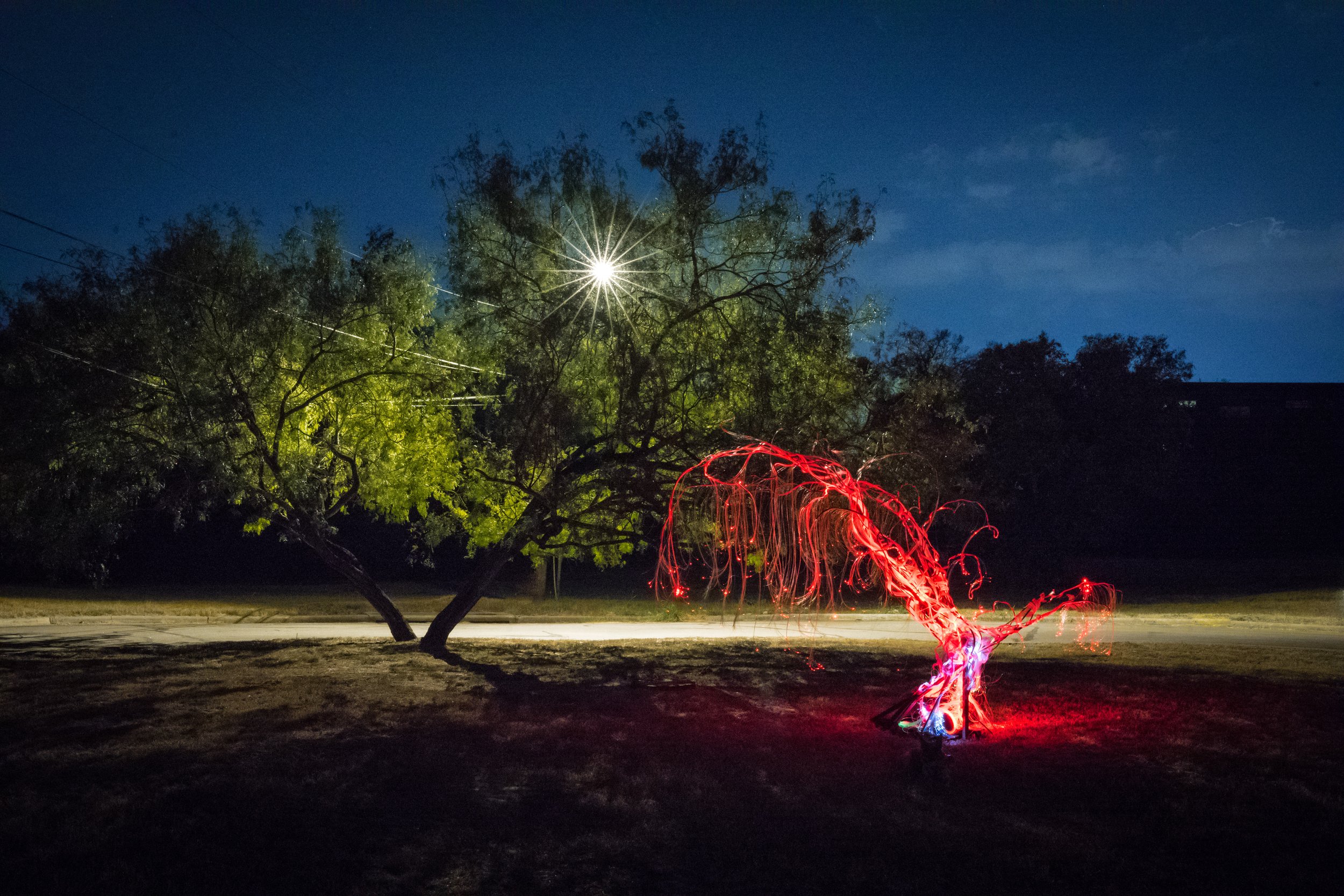 Austin Landscape Sculpture - Ms Tree 2024 - The Circle - 08.jpg