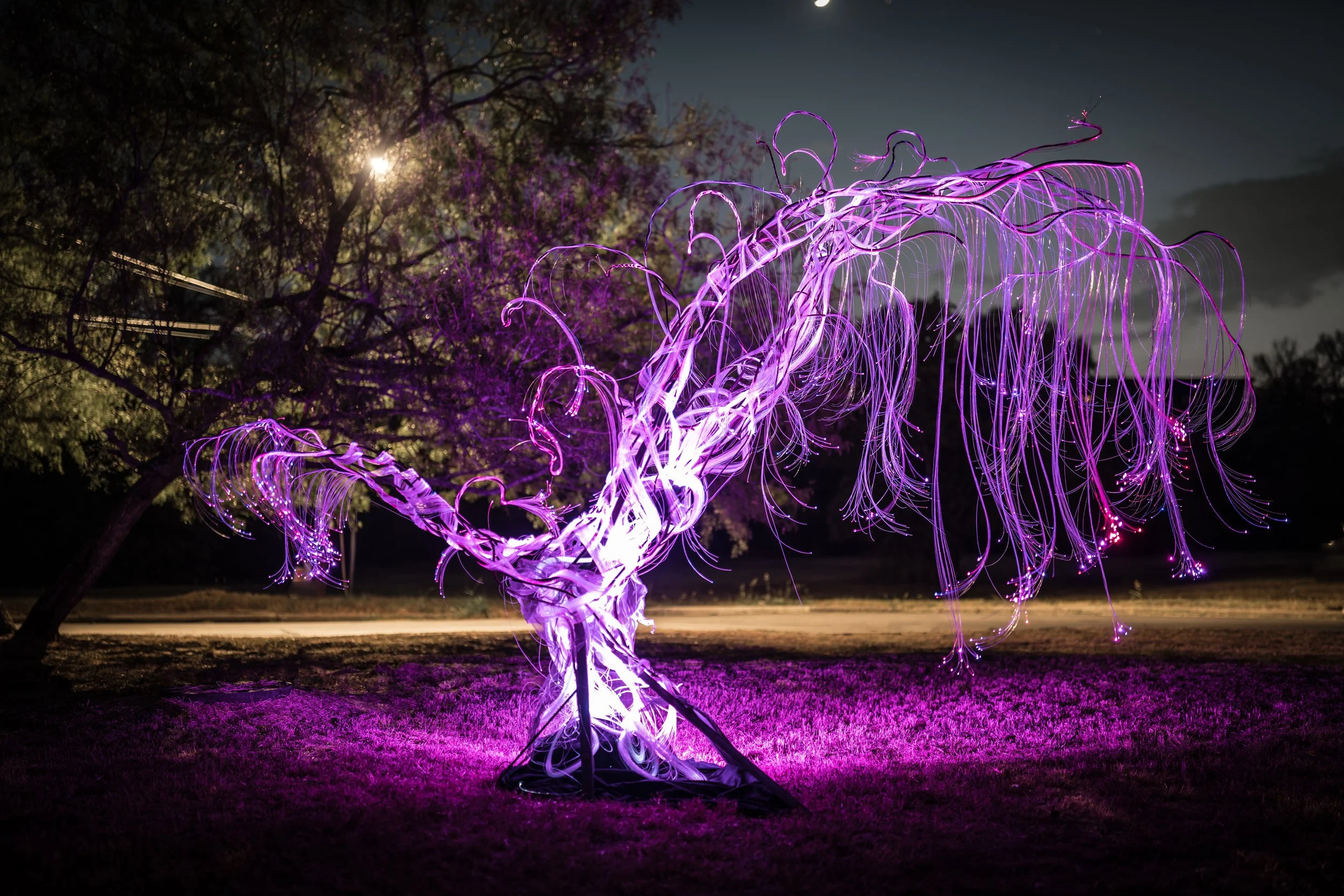 Austin Landscape Sculpture - Ms Tree 2024 - The Circle - 01.jpg