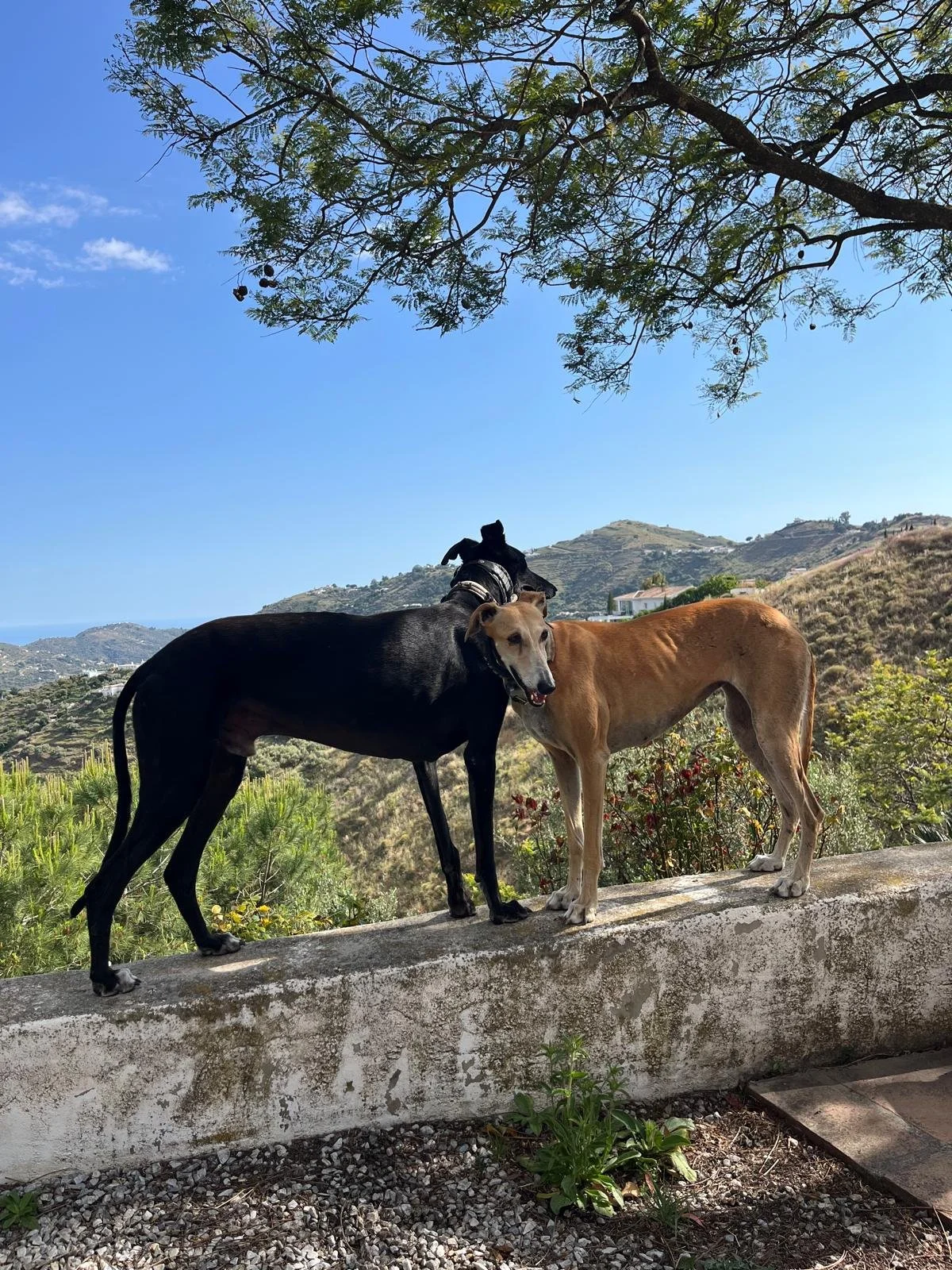 Zwei Hunde stehen auf einer Mauer in einer bergigen Landschaft, unter einem Baum, mit blauem Himmel im Hintergrund.