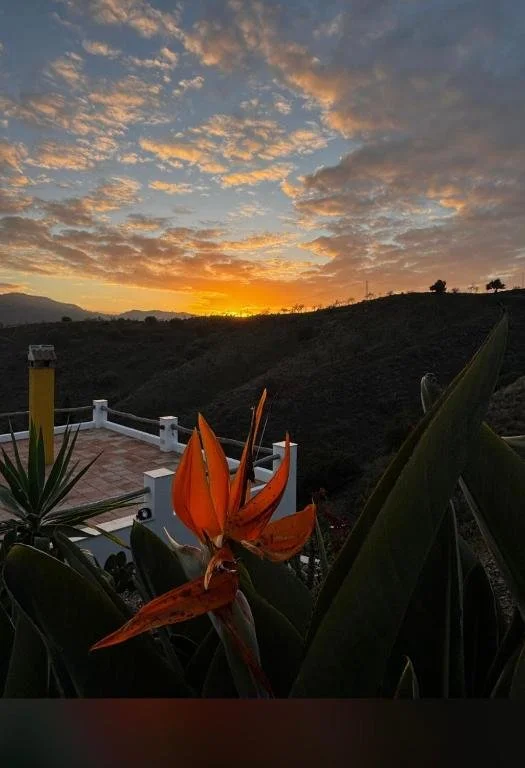Blick auf einen Sonnenuntergang mit bewölktem Himmel über Hügeln, im Vordergrund eine orange Blume und grüne Pflanzen.