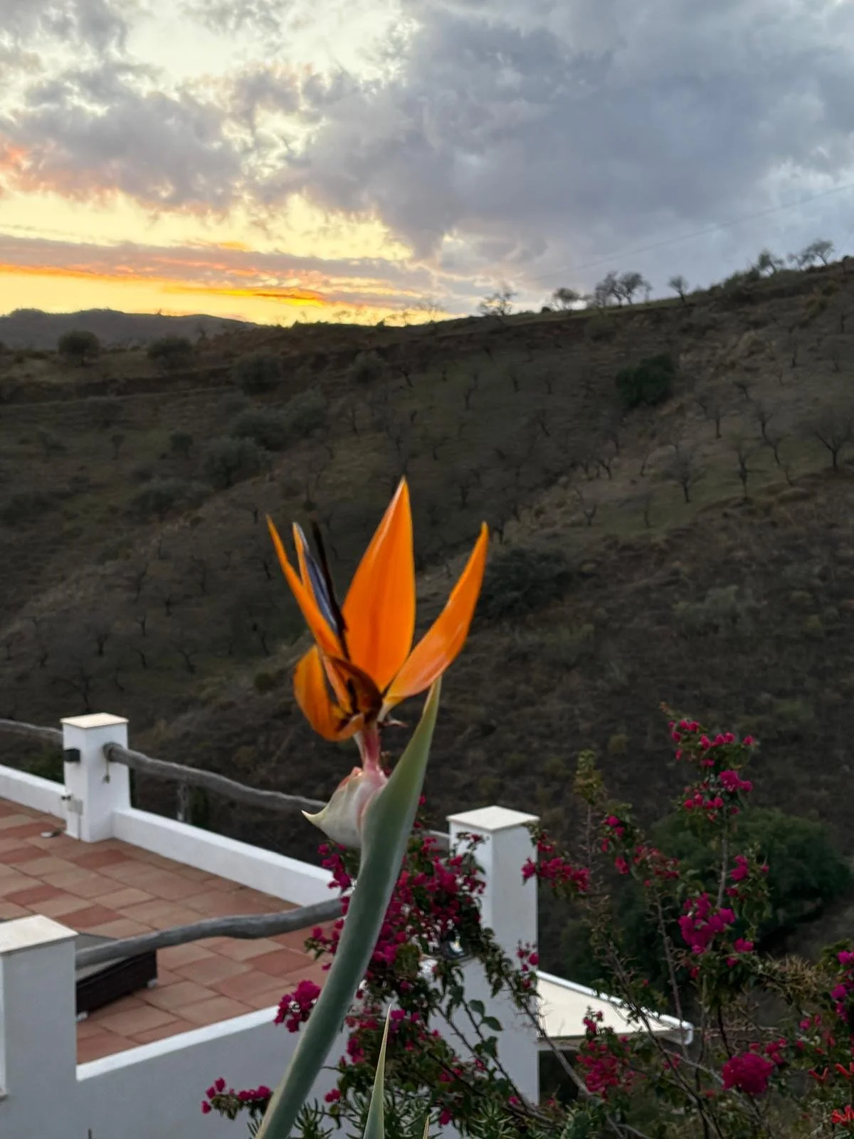 Eine orangeblühende Pflanze im Vordergrund, im Hintergrund eine Landschaft mit Hügeln und einem Sonnenuntergang mit dunklen Wolken.