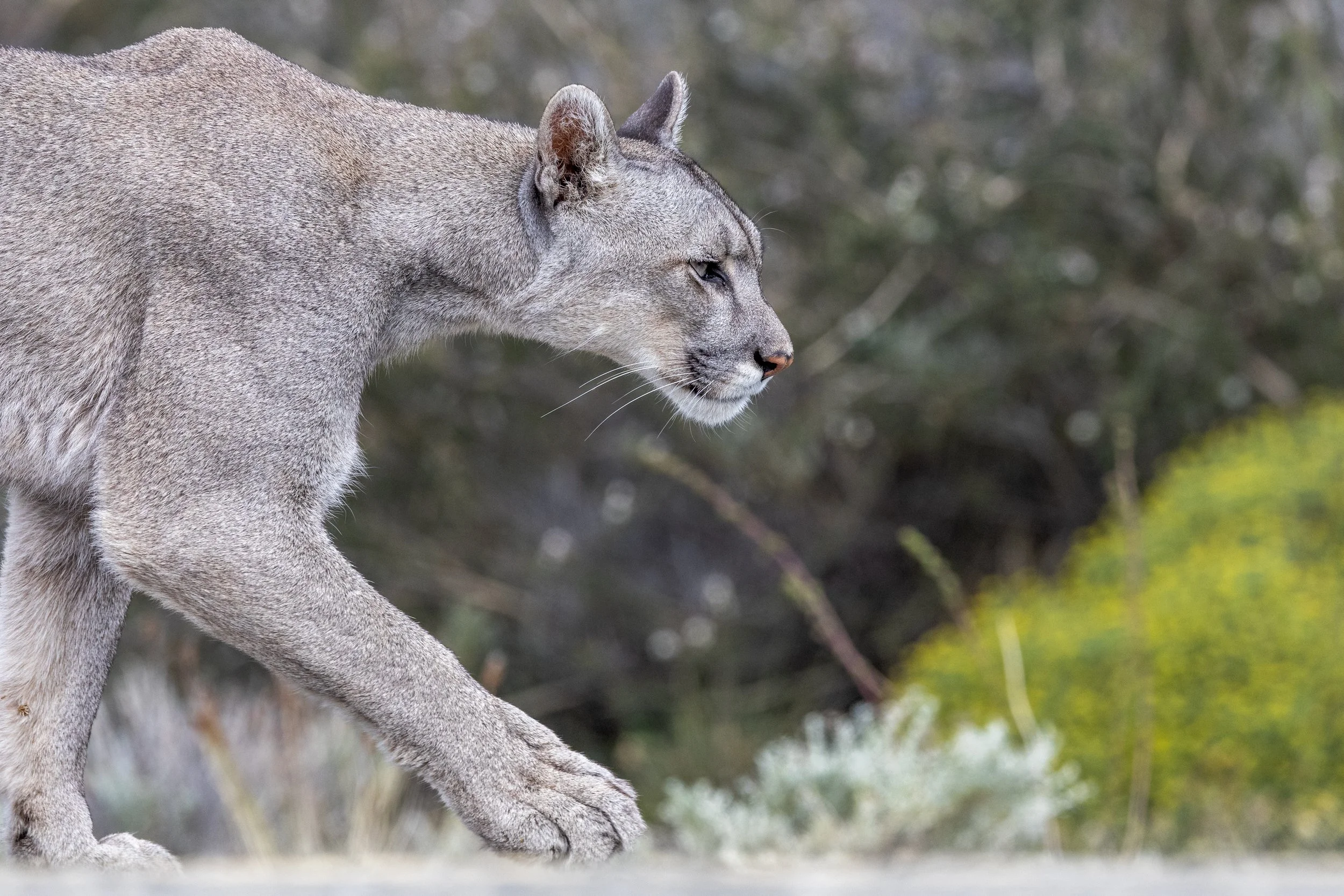 SonntagsZeitung: Im Nationalpark Torres del Paine in Chile auf den Spuren der magischen Pumas.