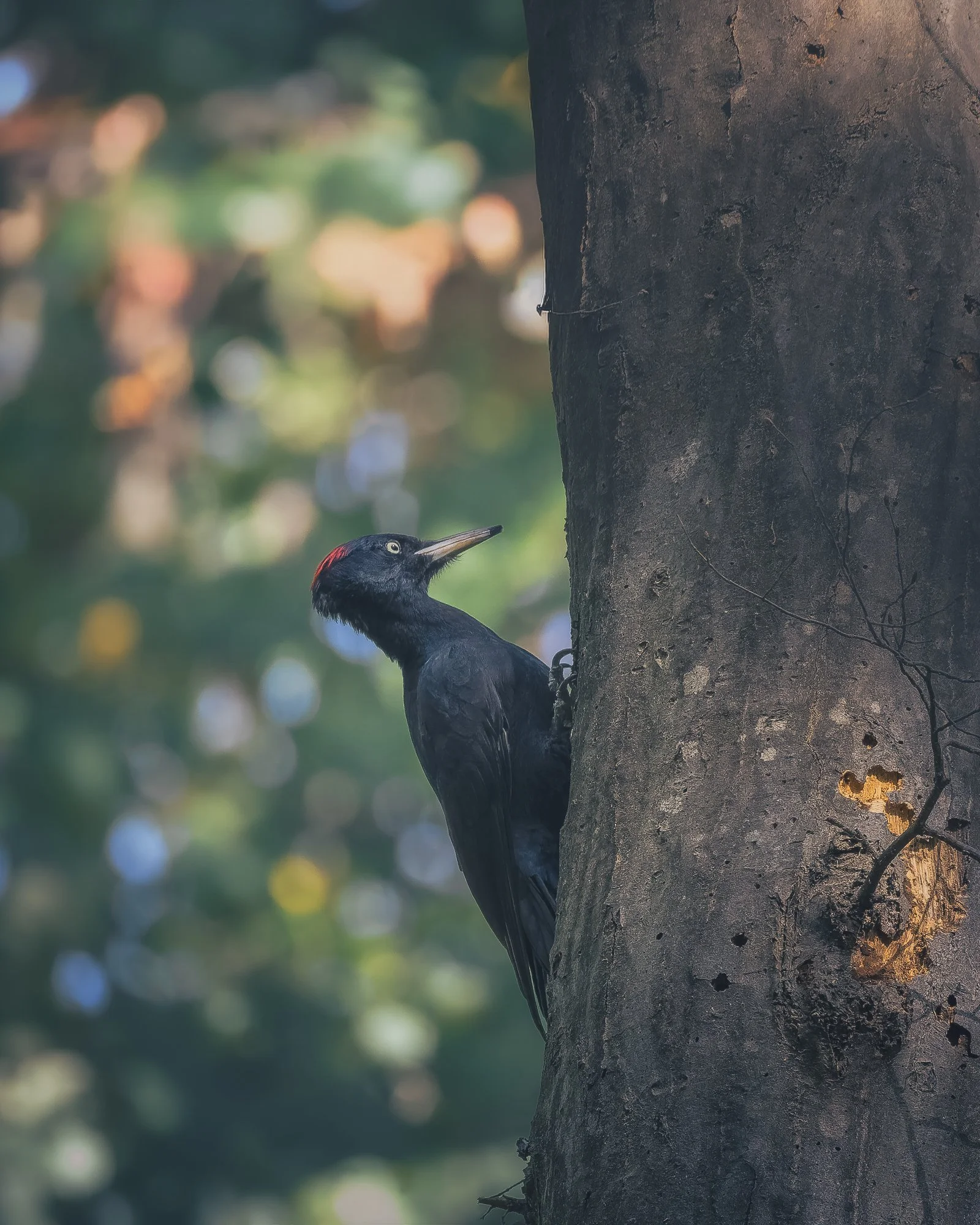 PA050107-DxO_DeepPRIME 3.jpg