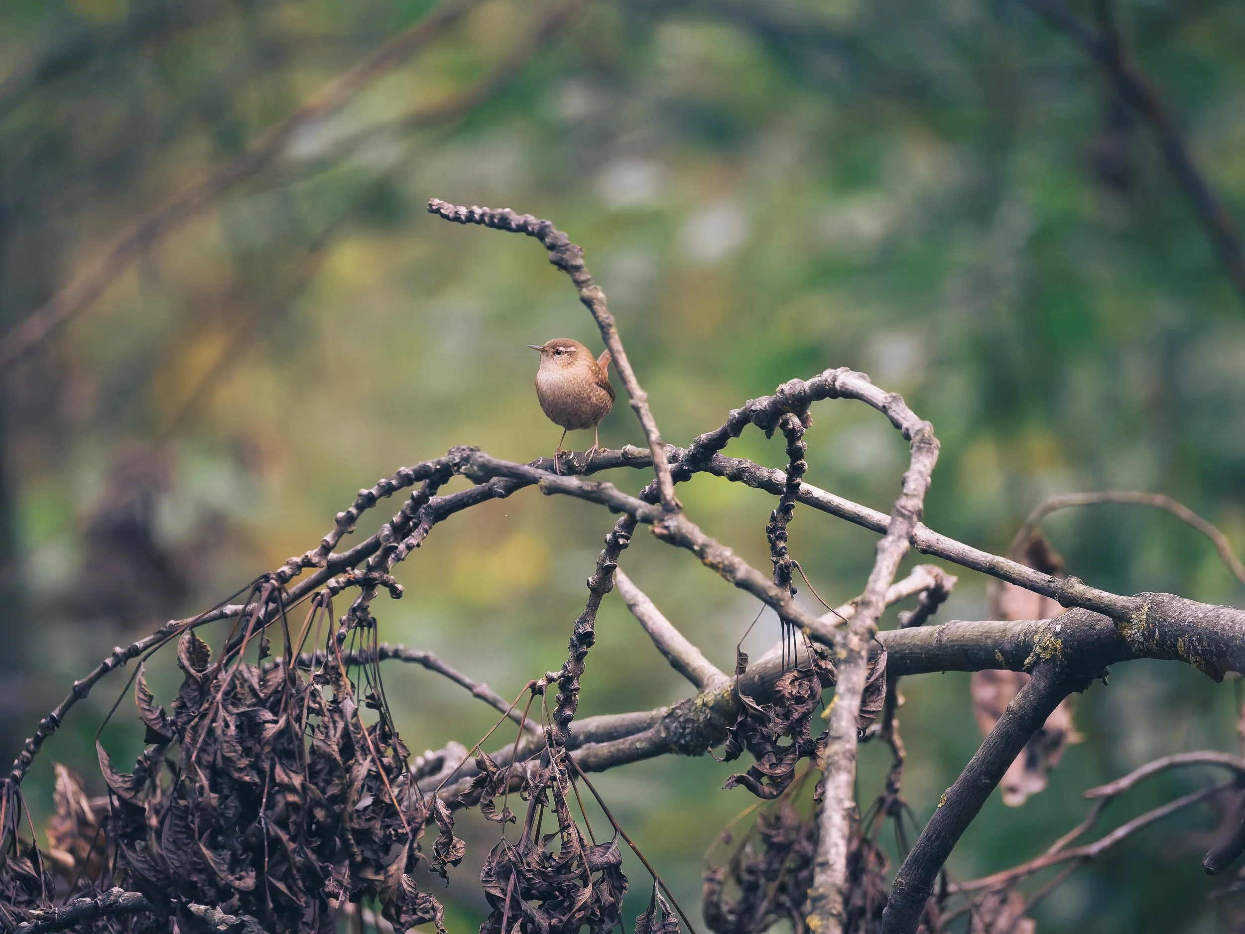 PA140069-DxO_DeepPRIME 3-1.jpg