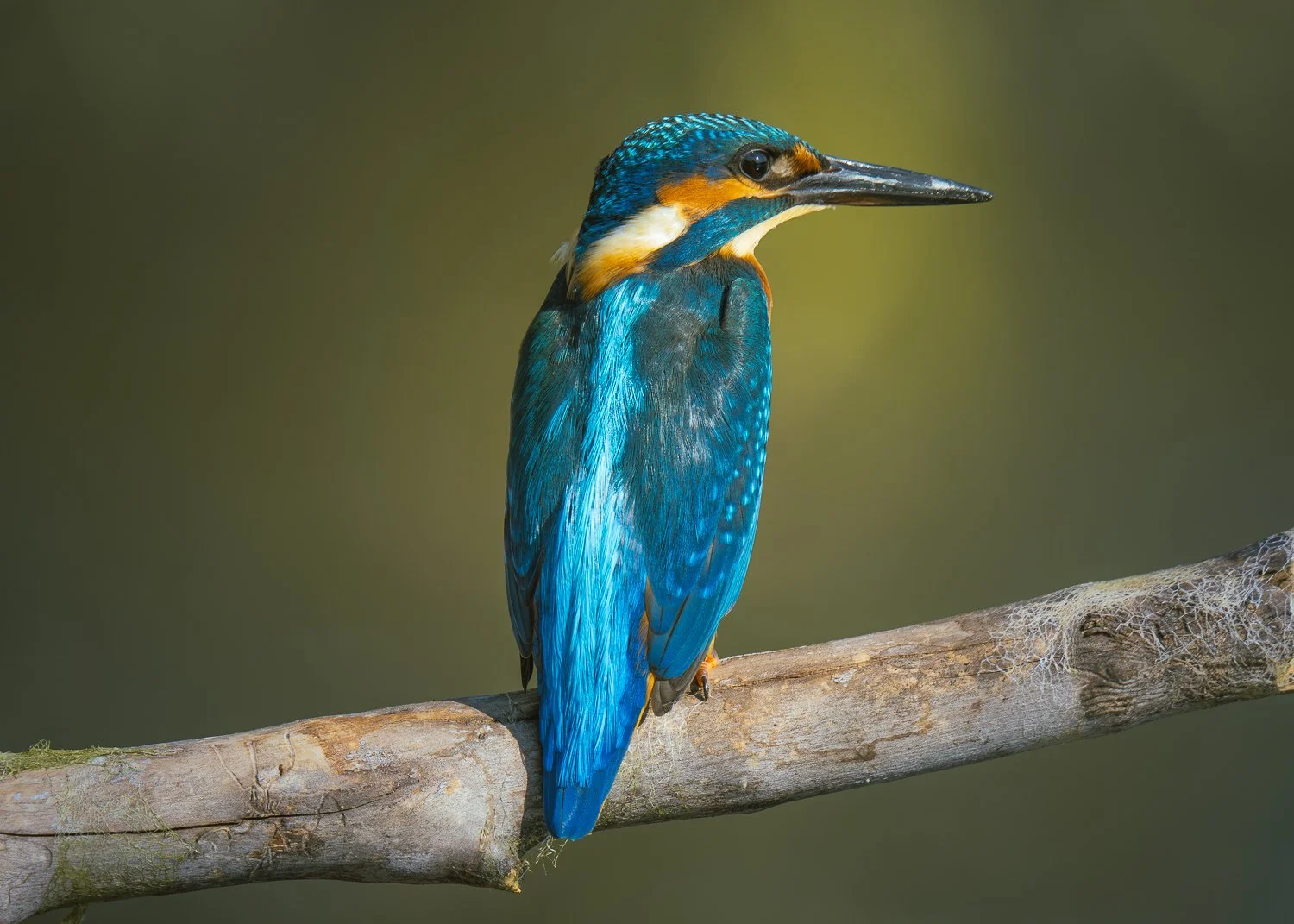 KINGFISHER.jpg