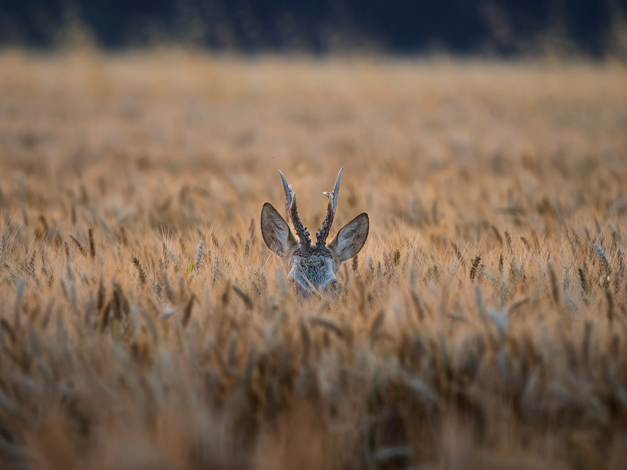 A deer with antlers peering through a field of tall golden wheat