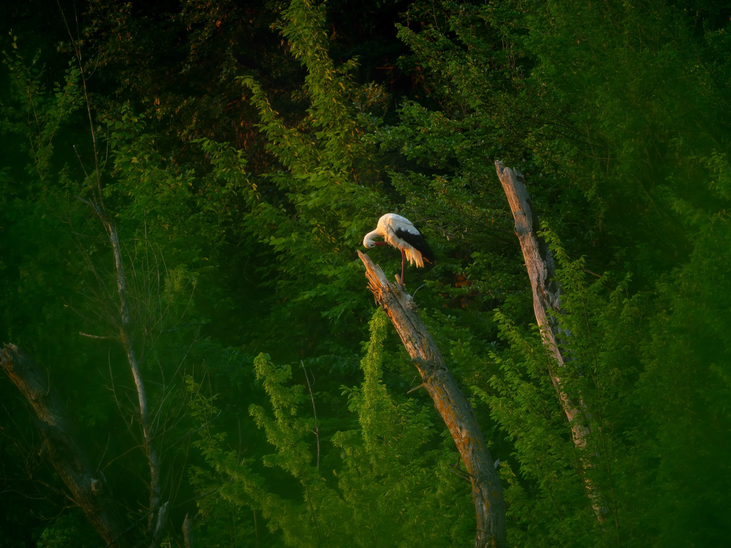 A stork perched on a broken tree branch in a green forest, with sunlight illuminating the scene.