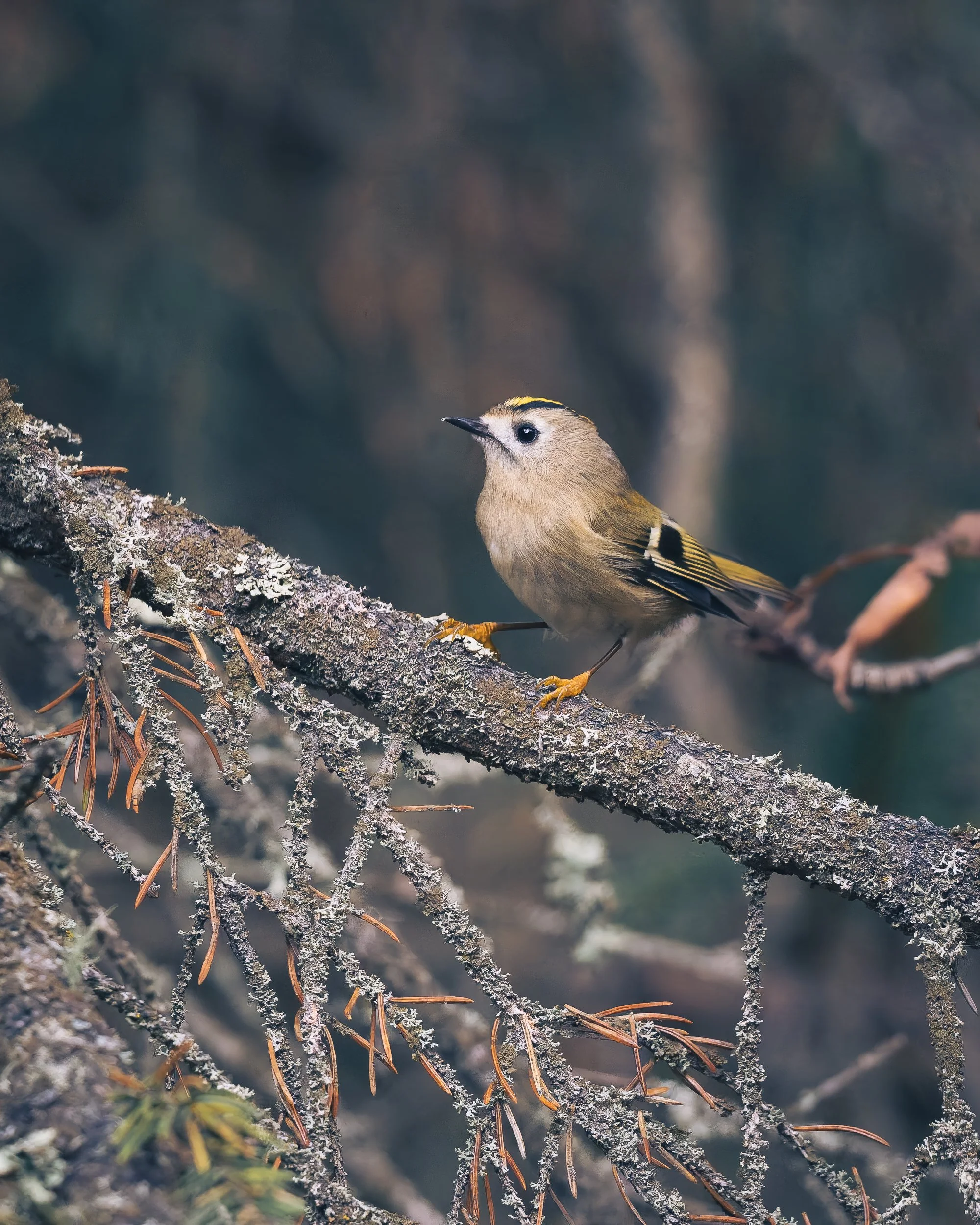 PA170177-DxO_DeepPRIME 3-11.jpg