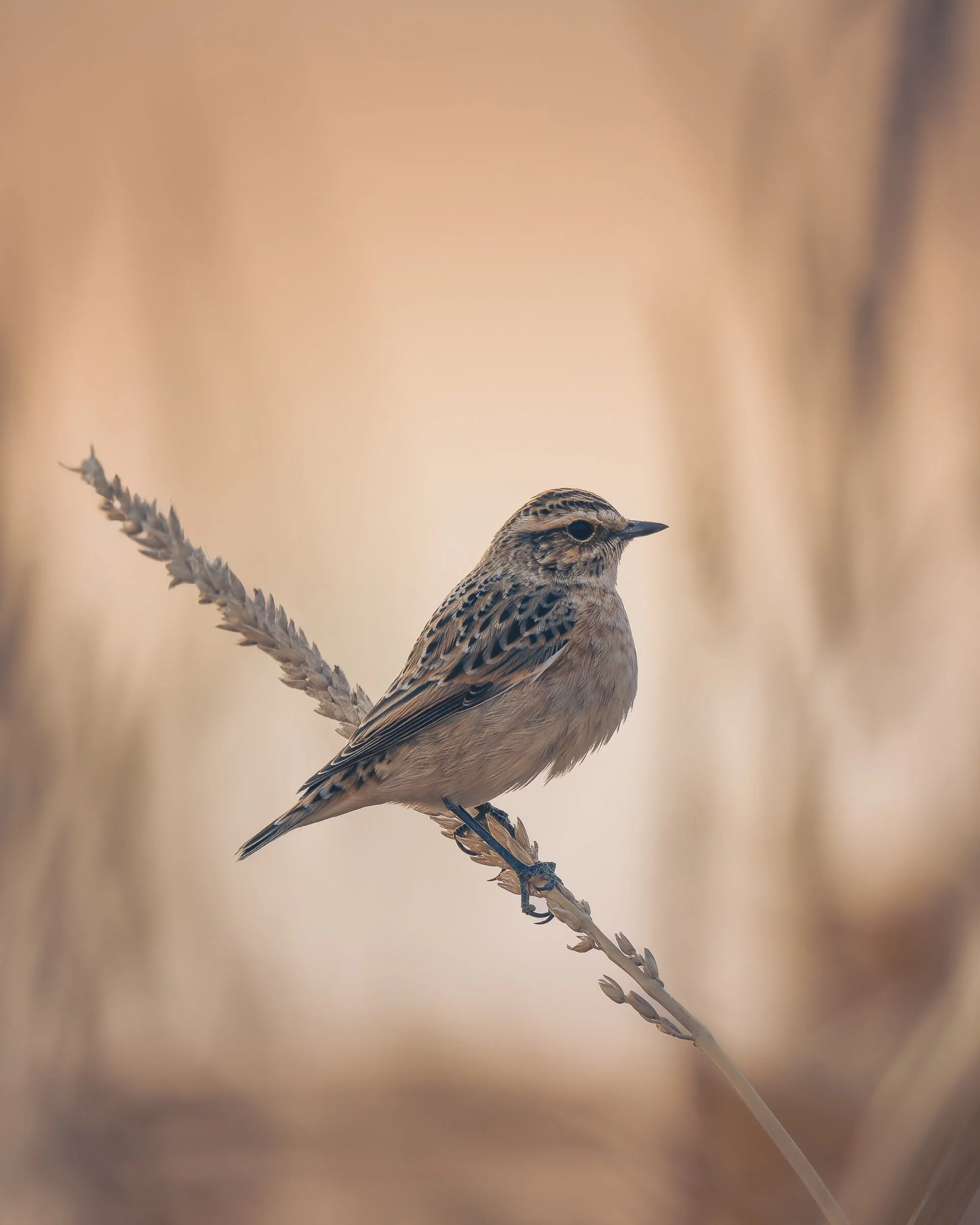 P9071588-DxO_DeepPRIME 3-1.jpg