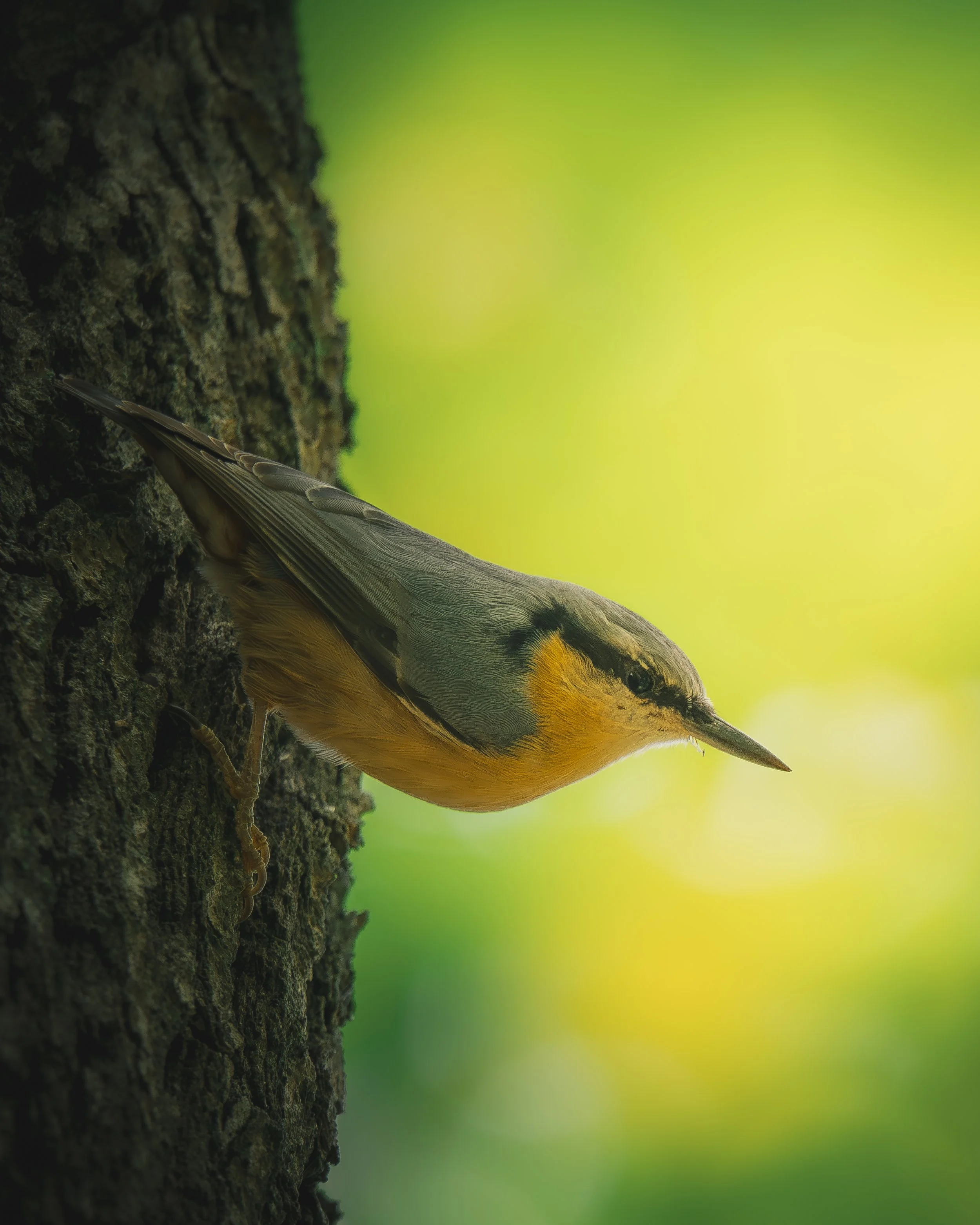 A small bird with gray, yellow, and black feathers clings to the side of a tree trunk, with a blurred green background.