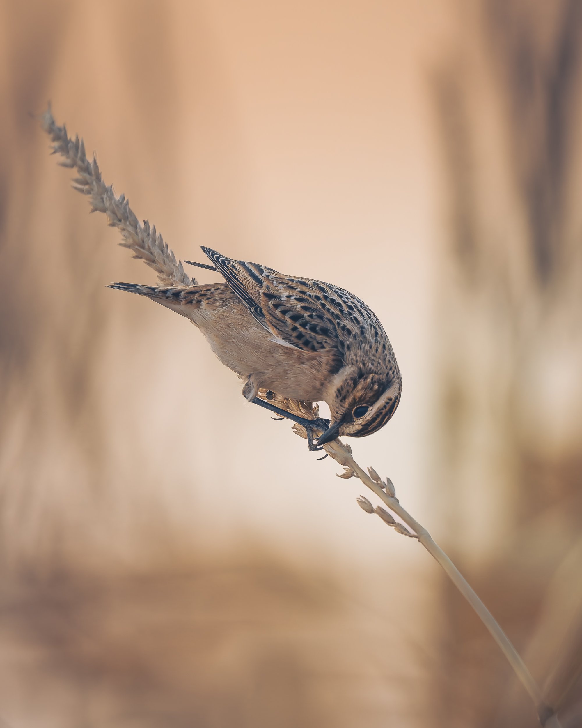 P9071591-DxO_DeepPRIME 3-1.jpg