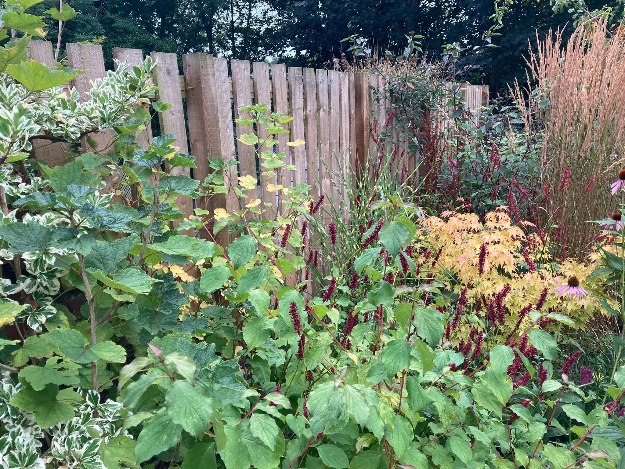Planting is designed to bring year-round flowering which was important to our clients.