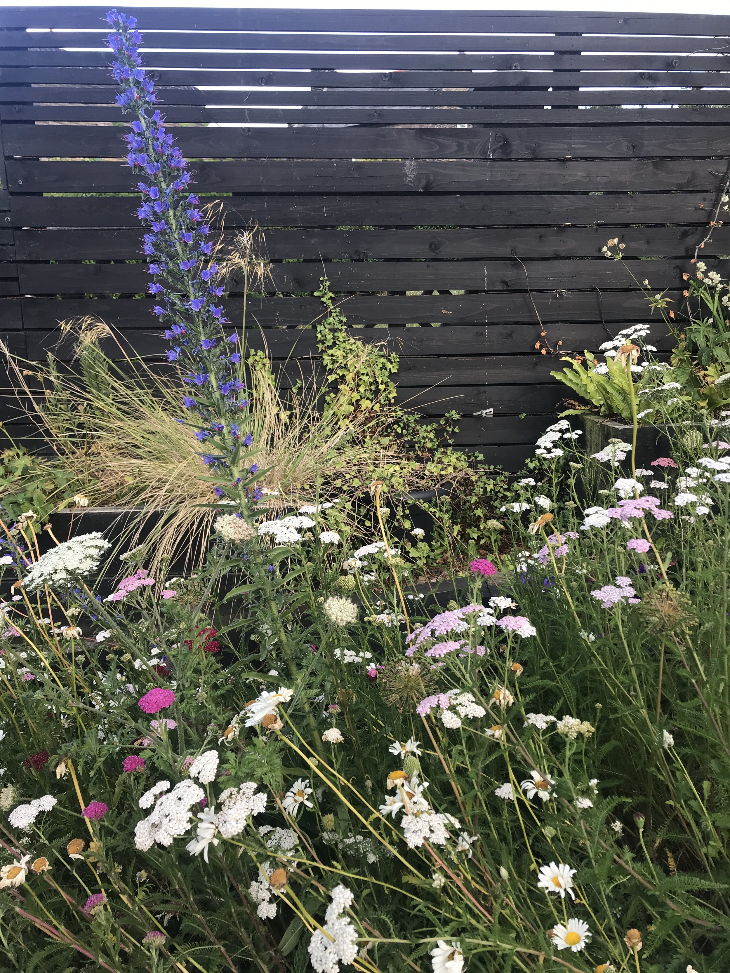Pictorial Meadows' wildflower turf blooms late spring till early autumn and is abuzz in the summer months.