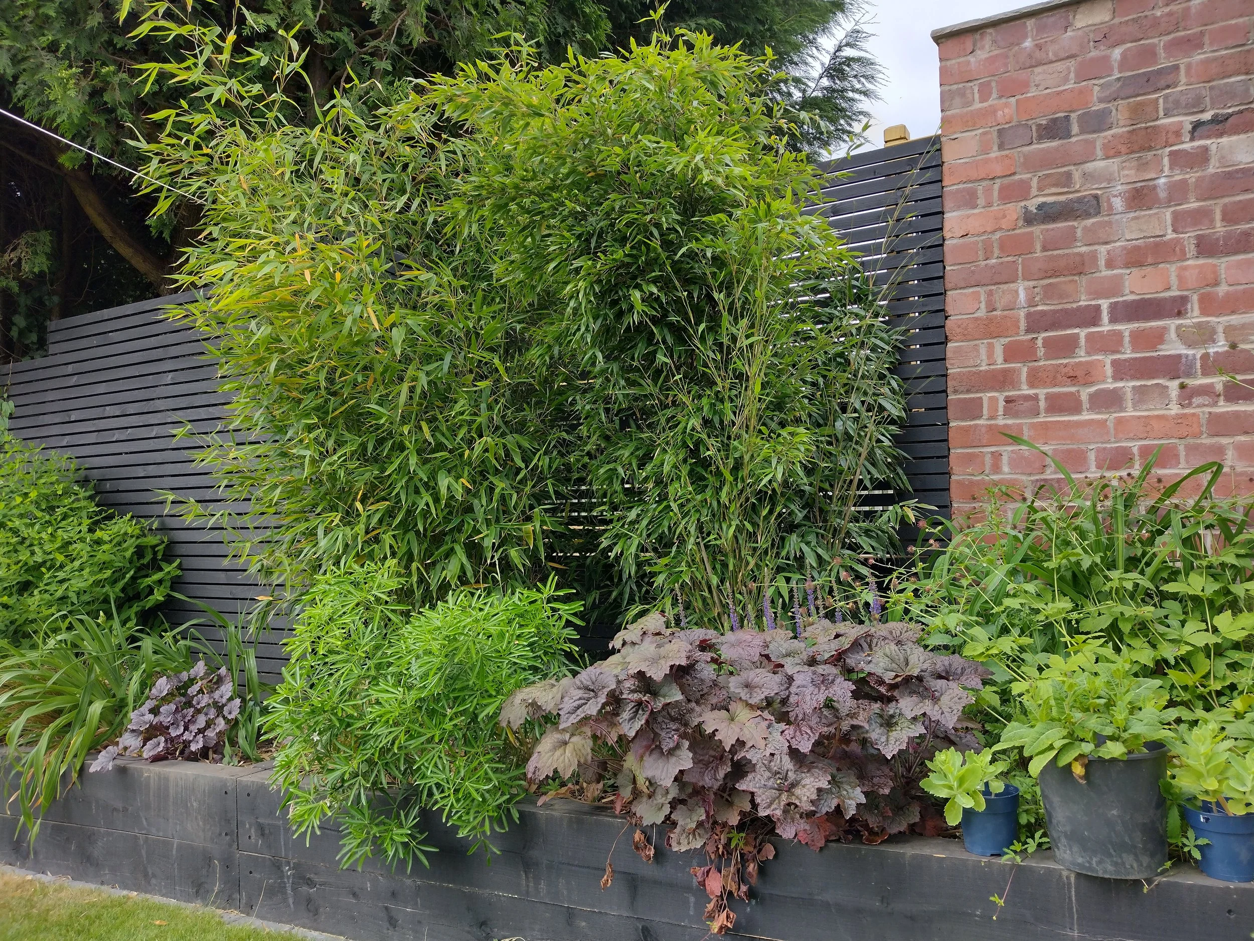 Raised sleeper beds hold dramatic planting and fast-growing bamboo, for structure and seclusion.