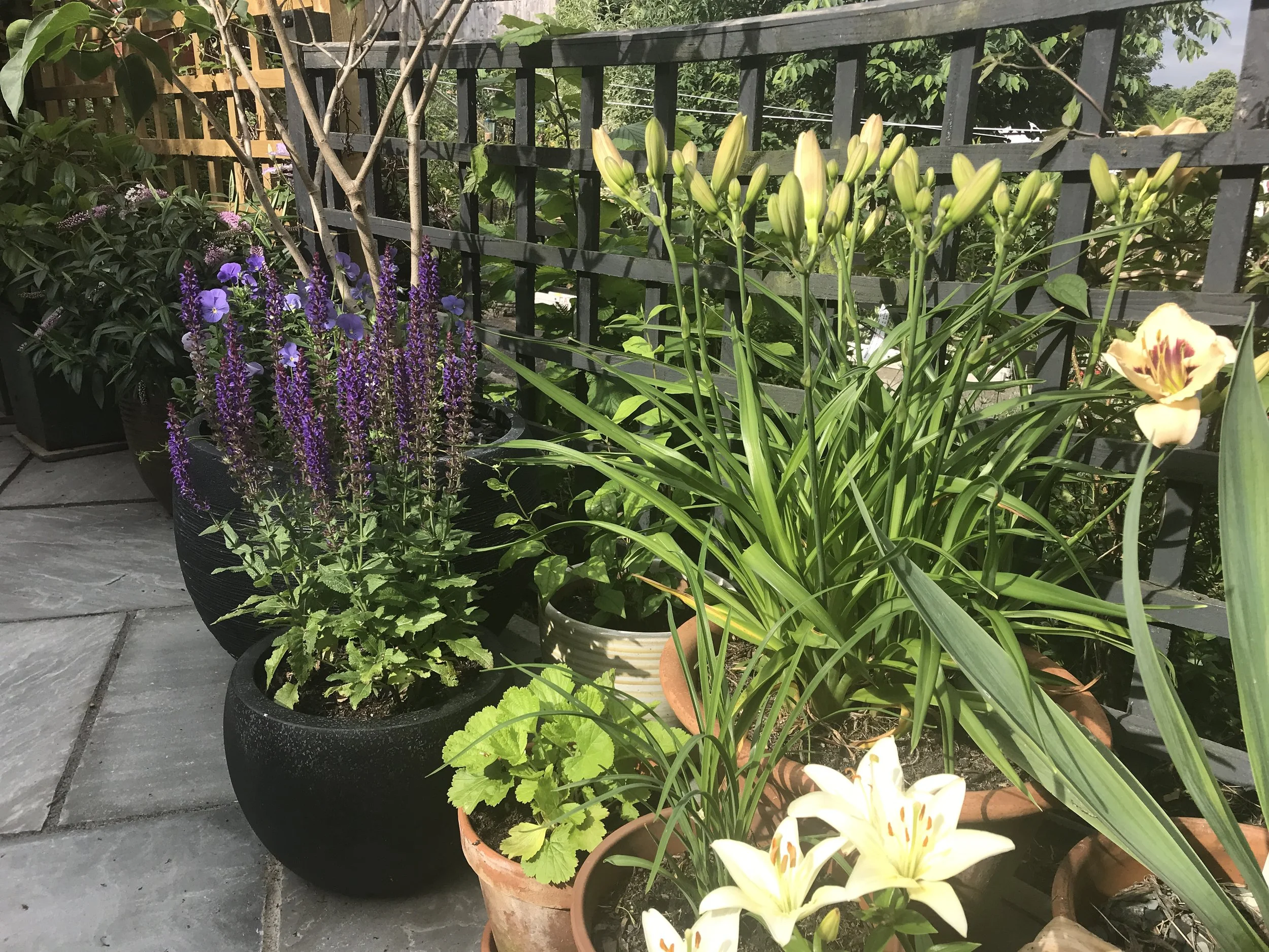 Much of the planting is in pots so the garden is versatile, and be easily refreshed with new planting.