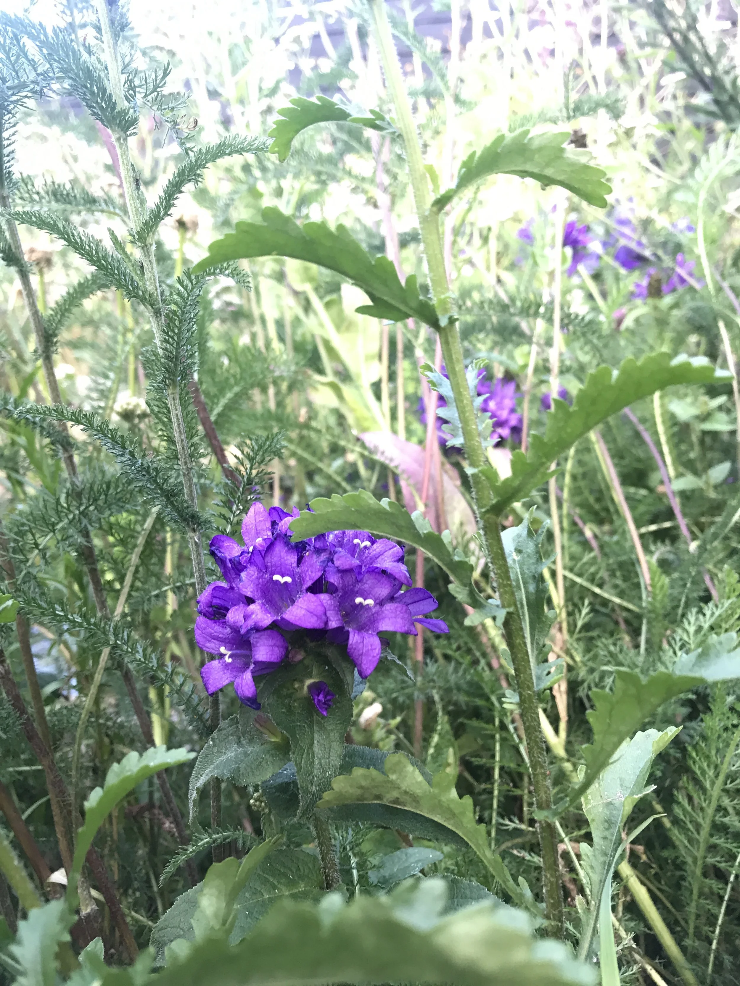 Bee and butterfly-friendly species bring the planting to life.