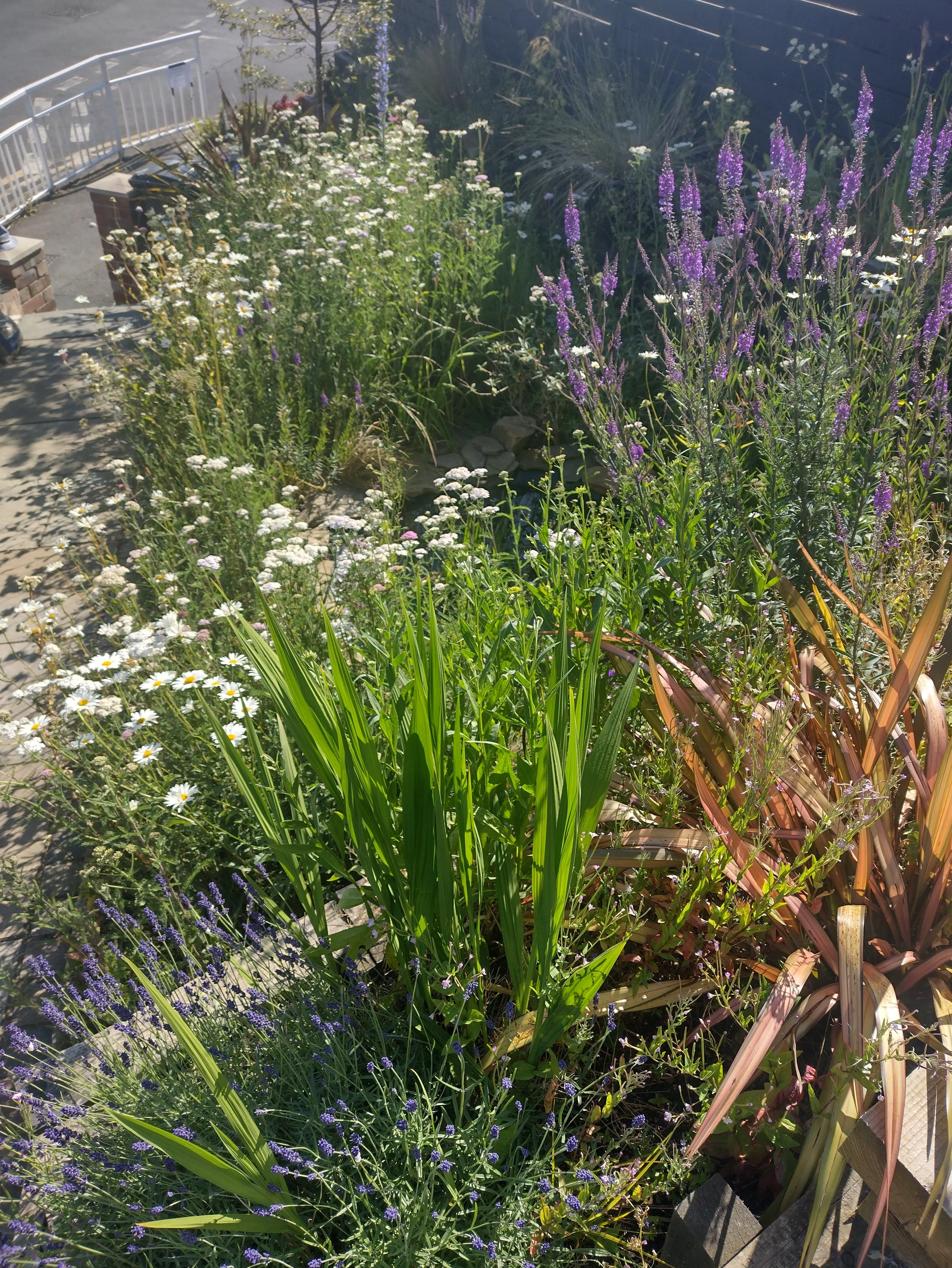 Wildflower planting alongside more structured planting creates a lush, diverse front garden.