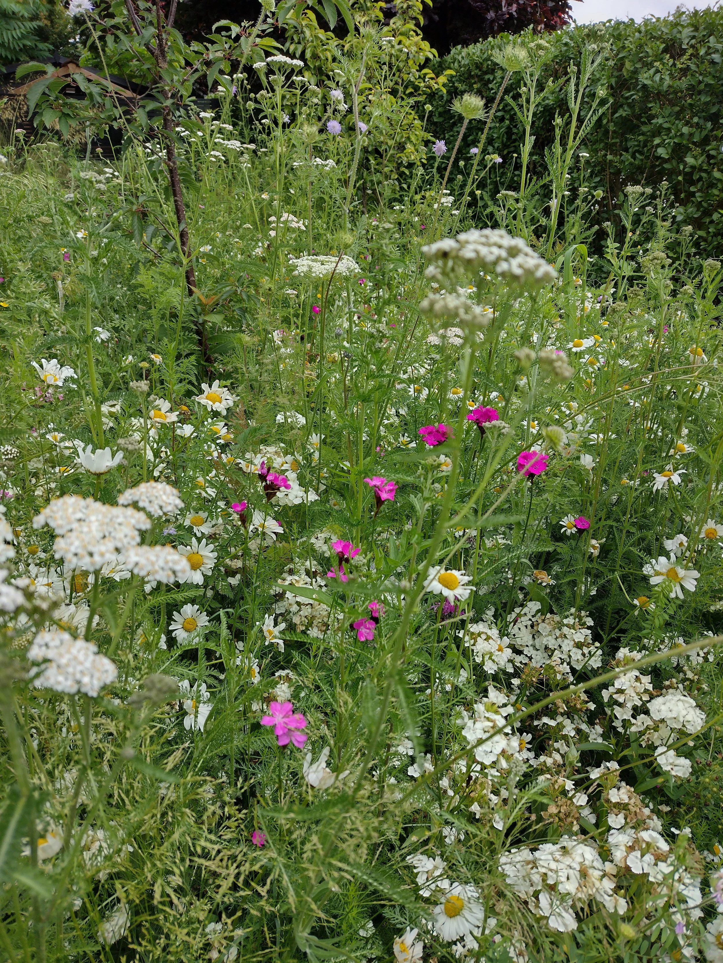 Wildflower meadow turf brings easy colour and life to a swathe of this large garden, supporting the pollinators that the fruit trees depend on.