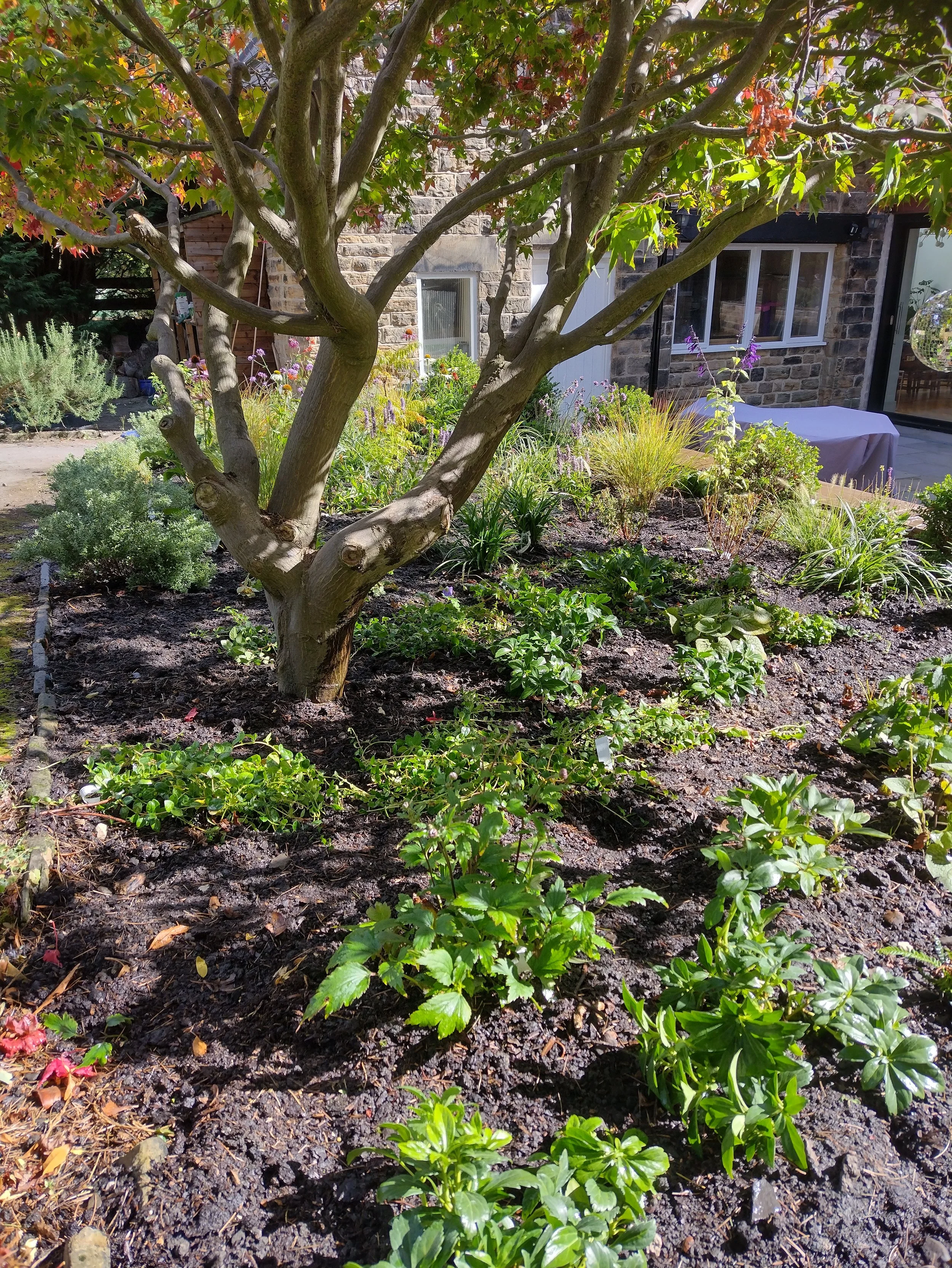 Herbaceous planting brings reds, oranges, and deep purples out spring to autumn, echoing the changing foliage of the Acer.