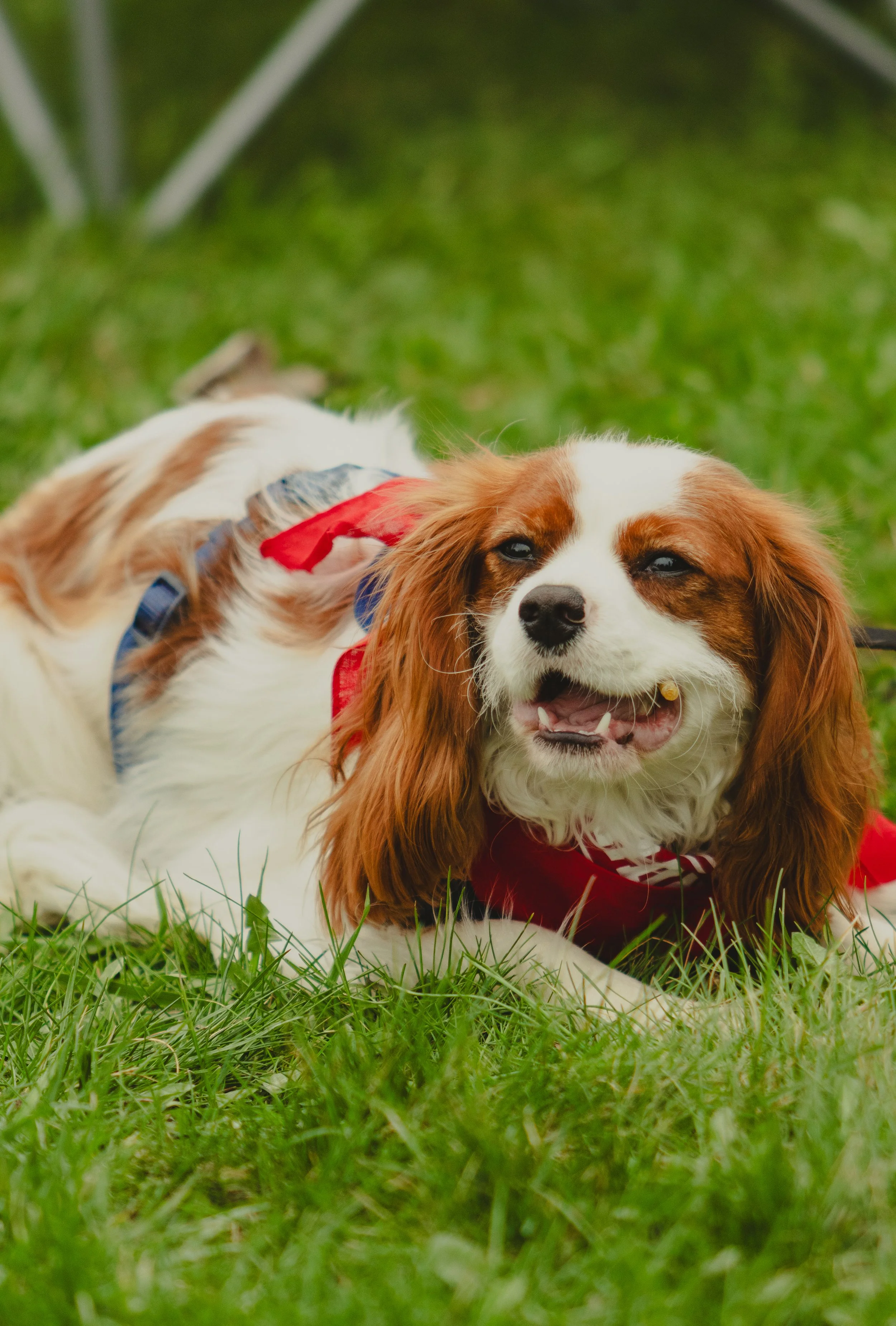 championship e8s.jpg