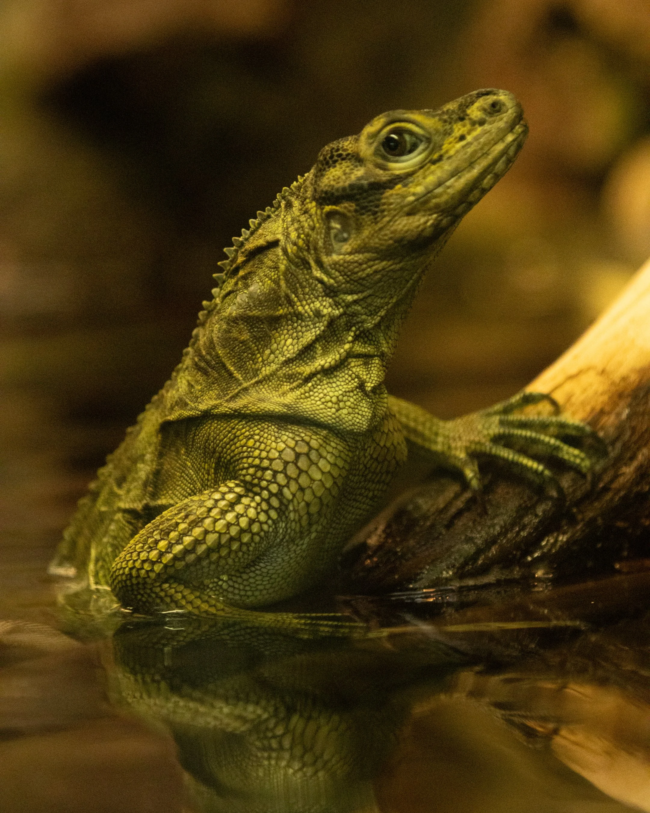 artis zoo lizard 1.jpg