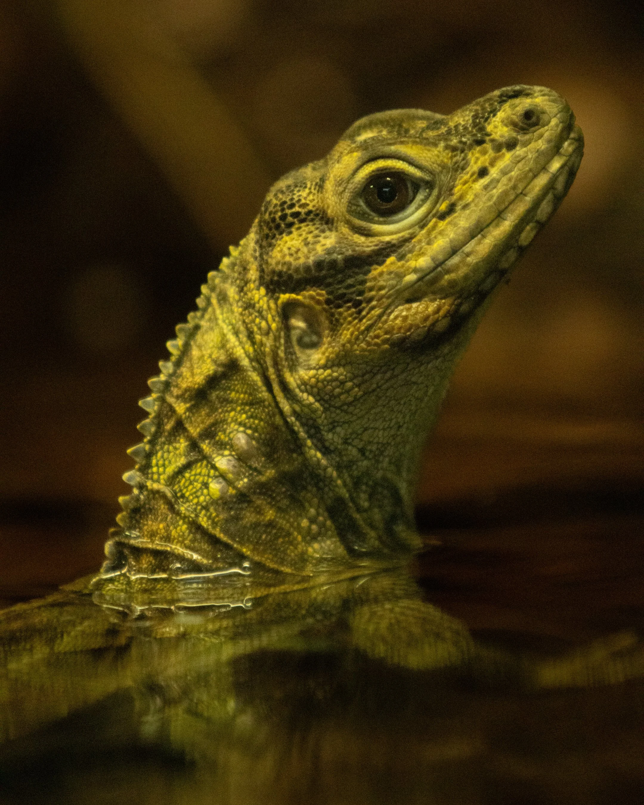artis zoo lizard 3.jpg