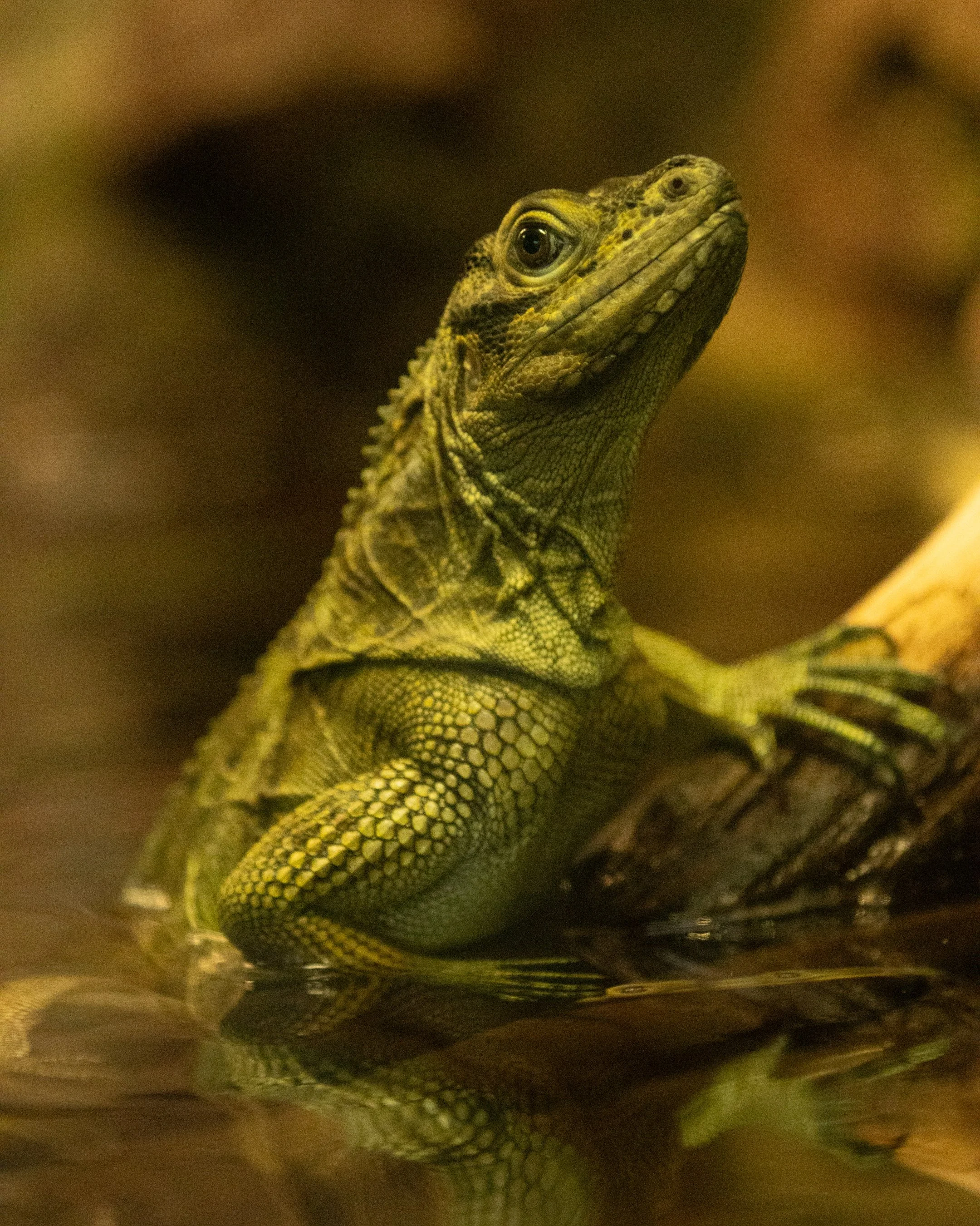 artis zoo lizard 4.jpg