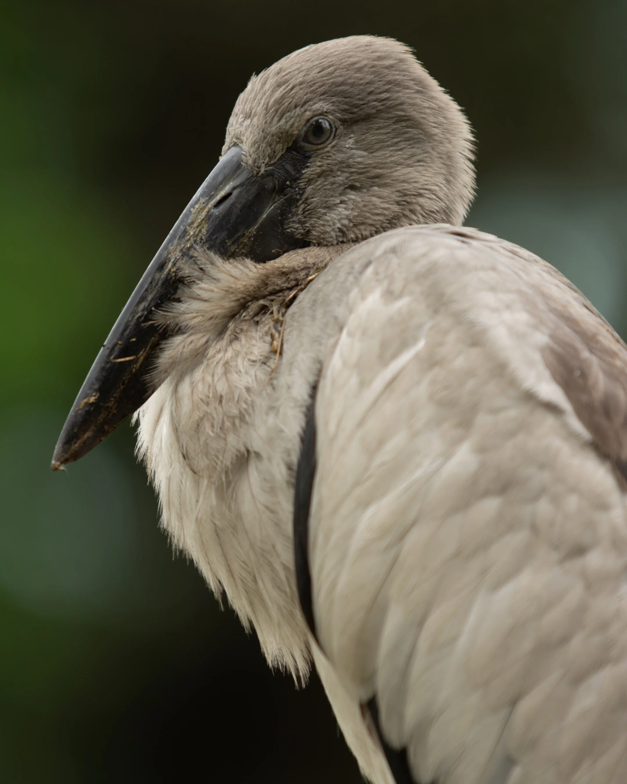 openbill_.jpg