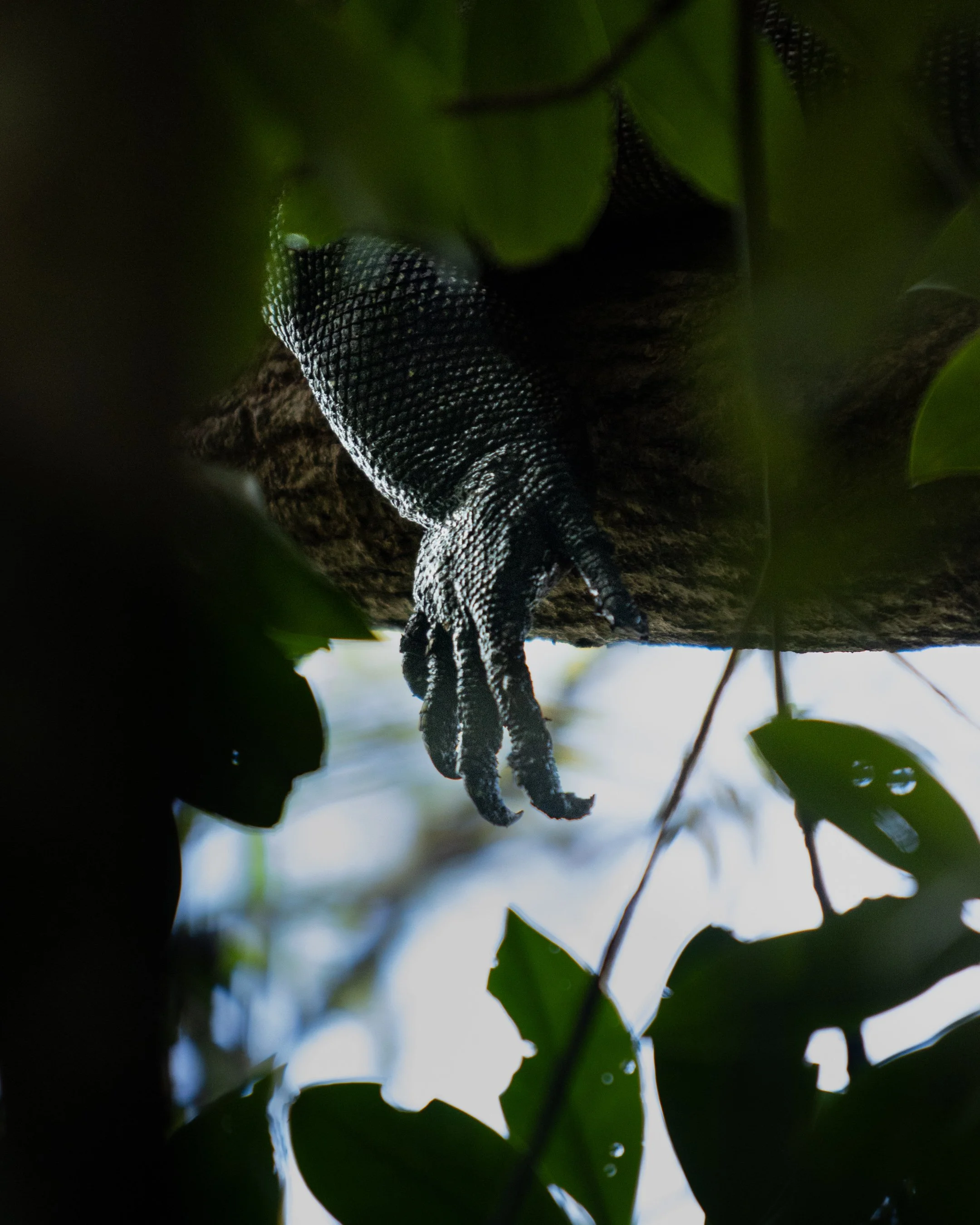 Monitor lizard claw.jpg