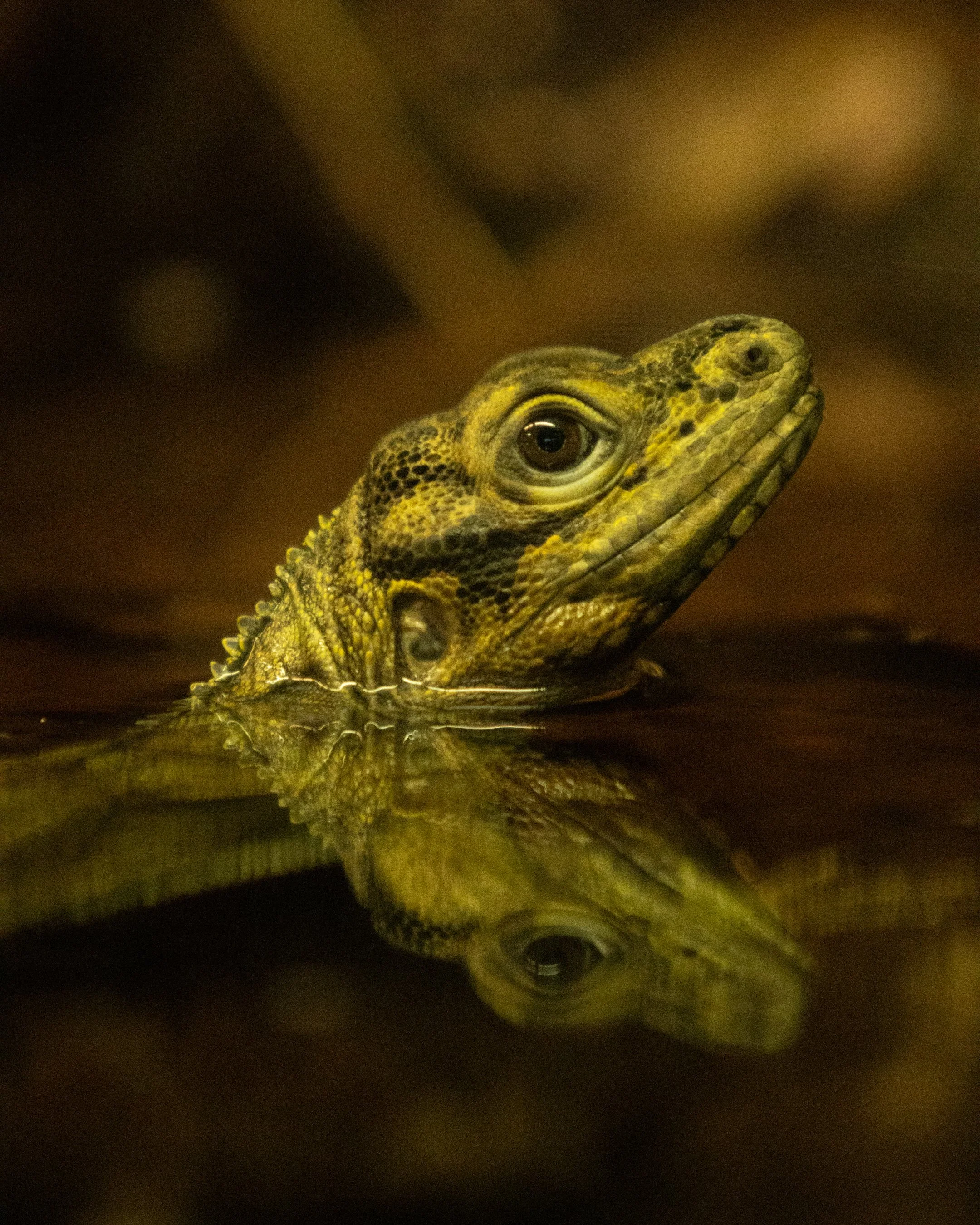 artis zoo lizard 2.jpg