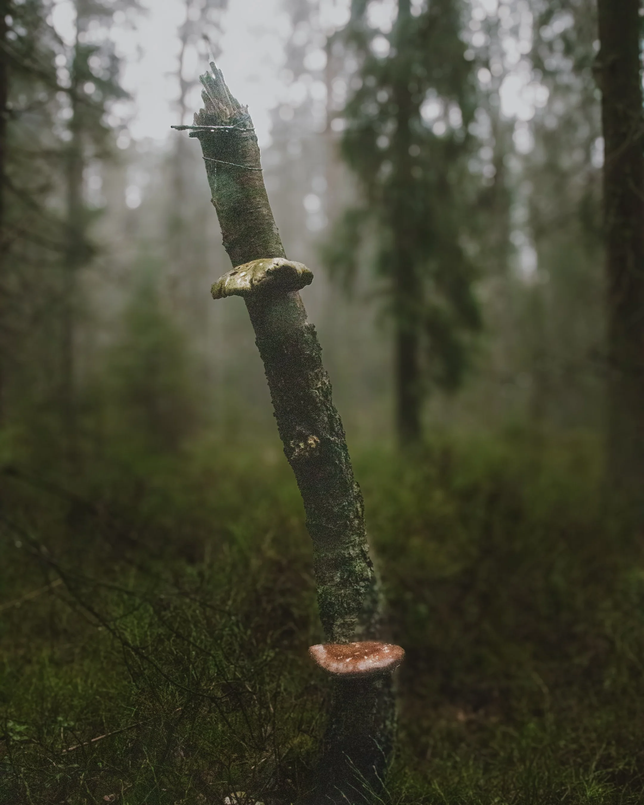 finland fungas tree.jpg