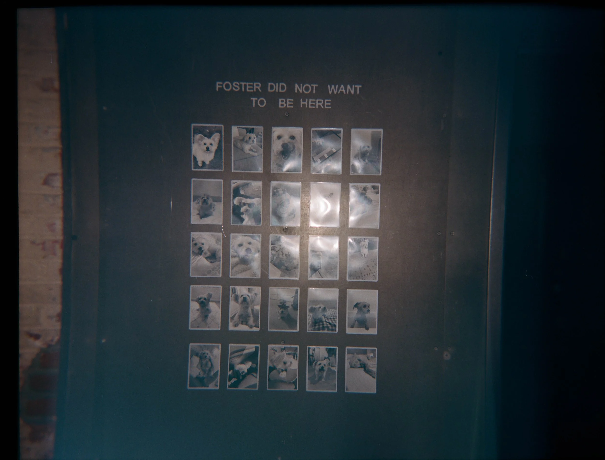 A wall display with multiple small black-and-white photos of dogs, and the text "FOSTER DID NOT WANT TO BE HERE" at the top.
Carolyn + Ben Wedding, Millwick DTLA