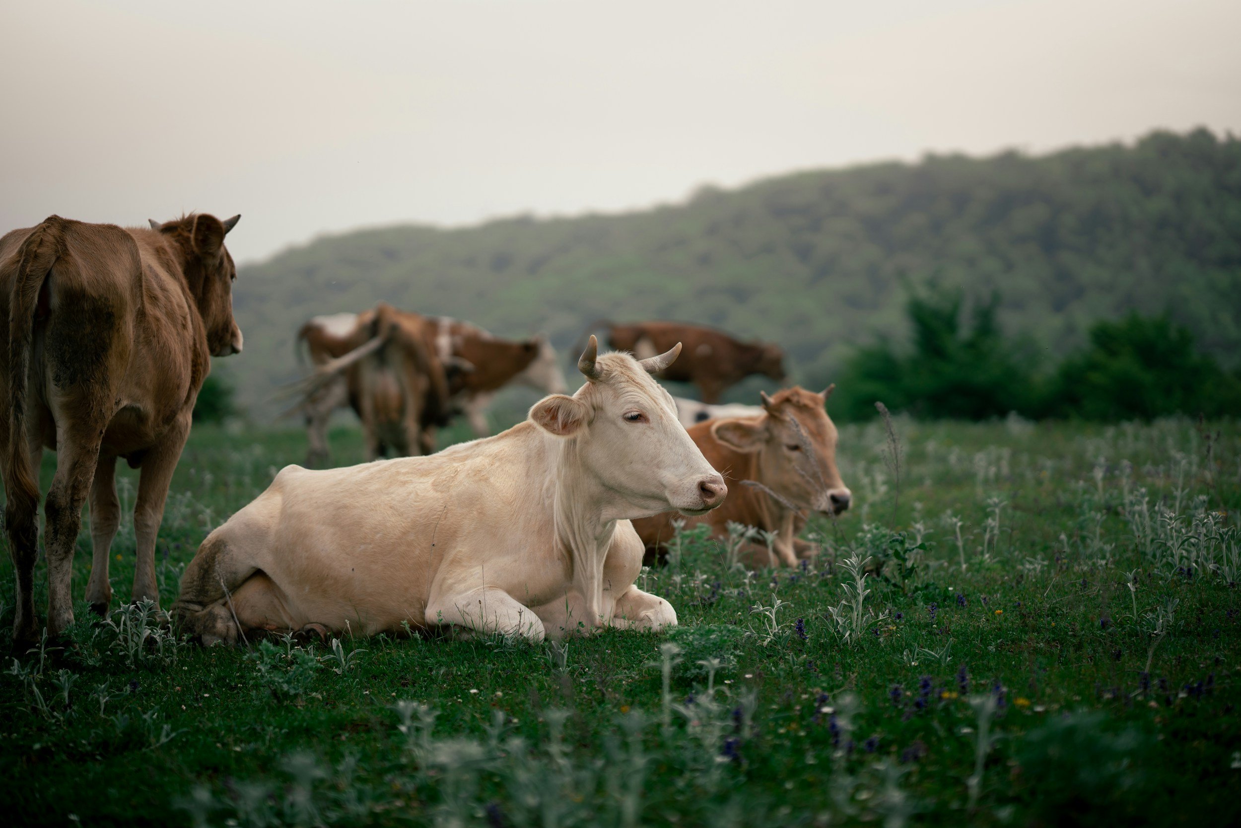 Killing Sacred Cows