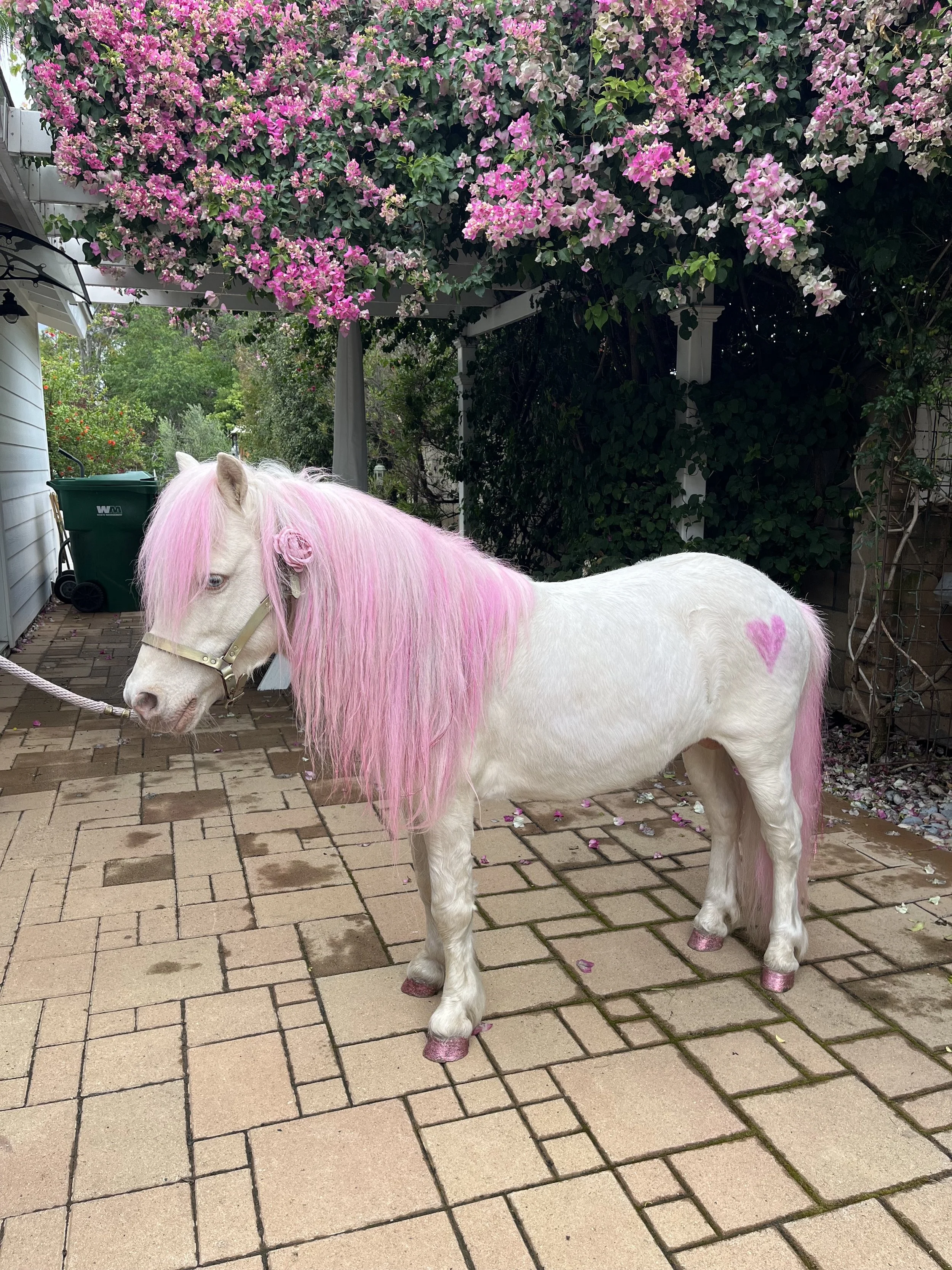 fairytail photos.jpg