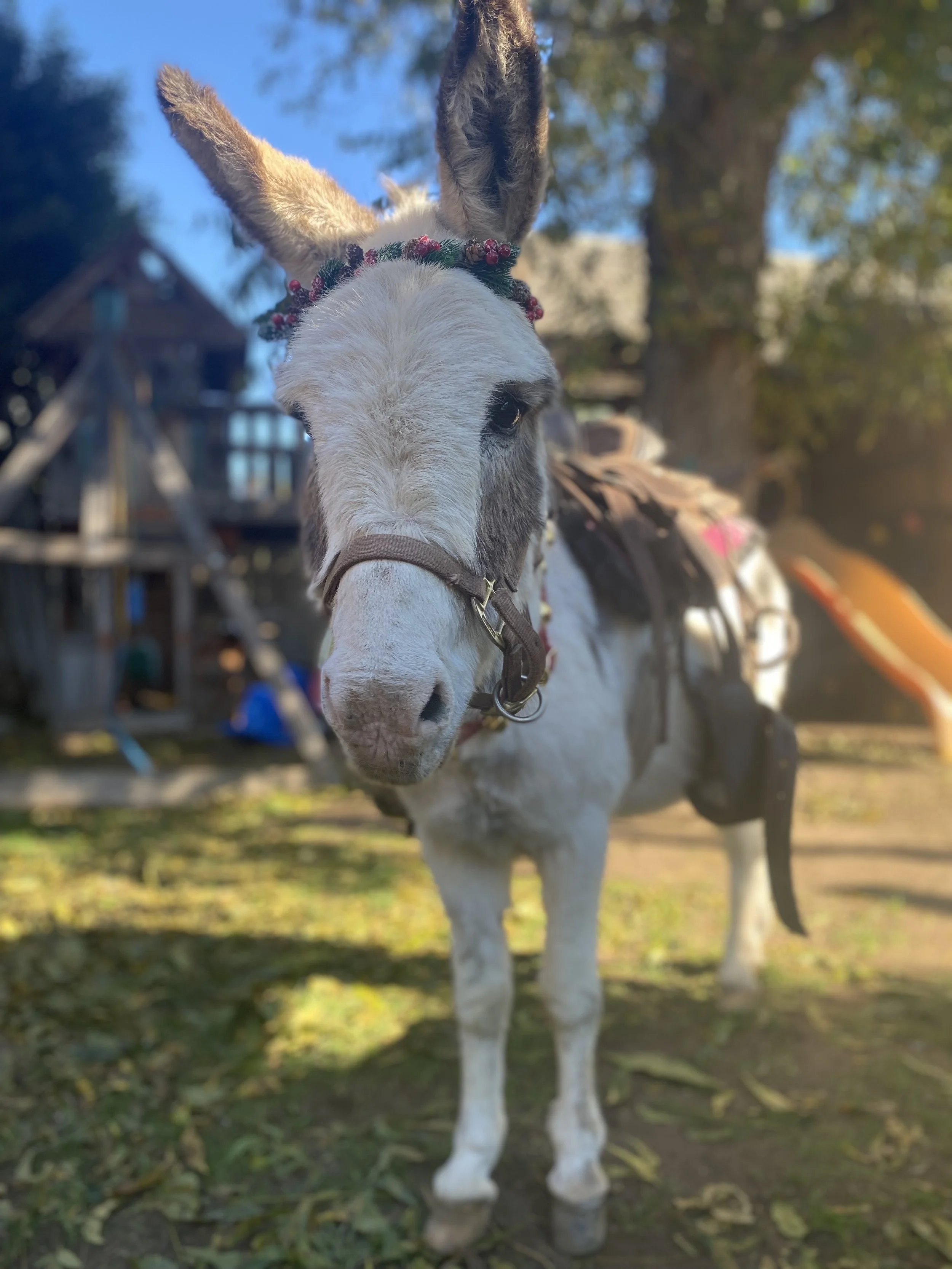 fairytail photos 4.jpg