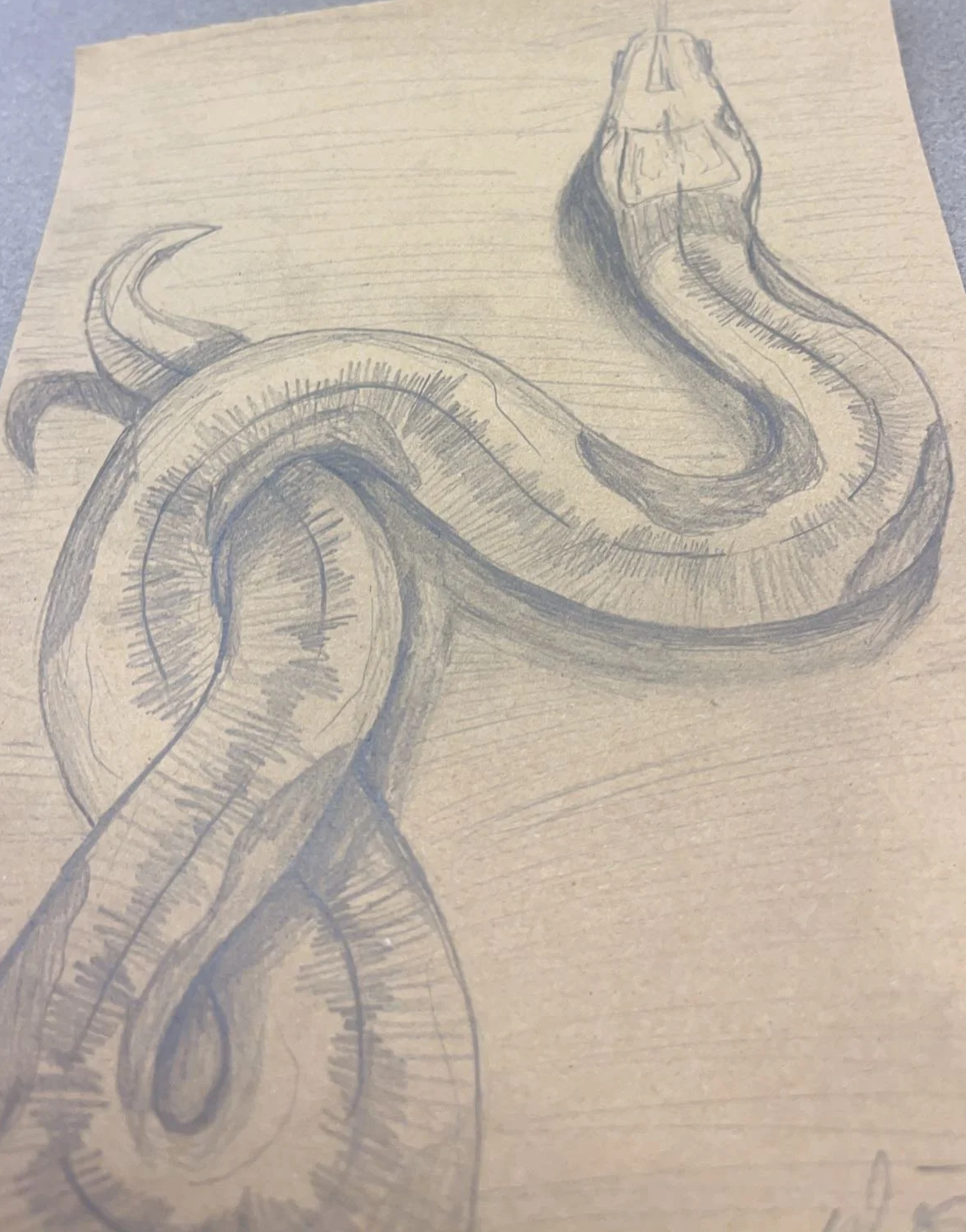 Snake Sketch, Graphite
