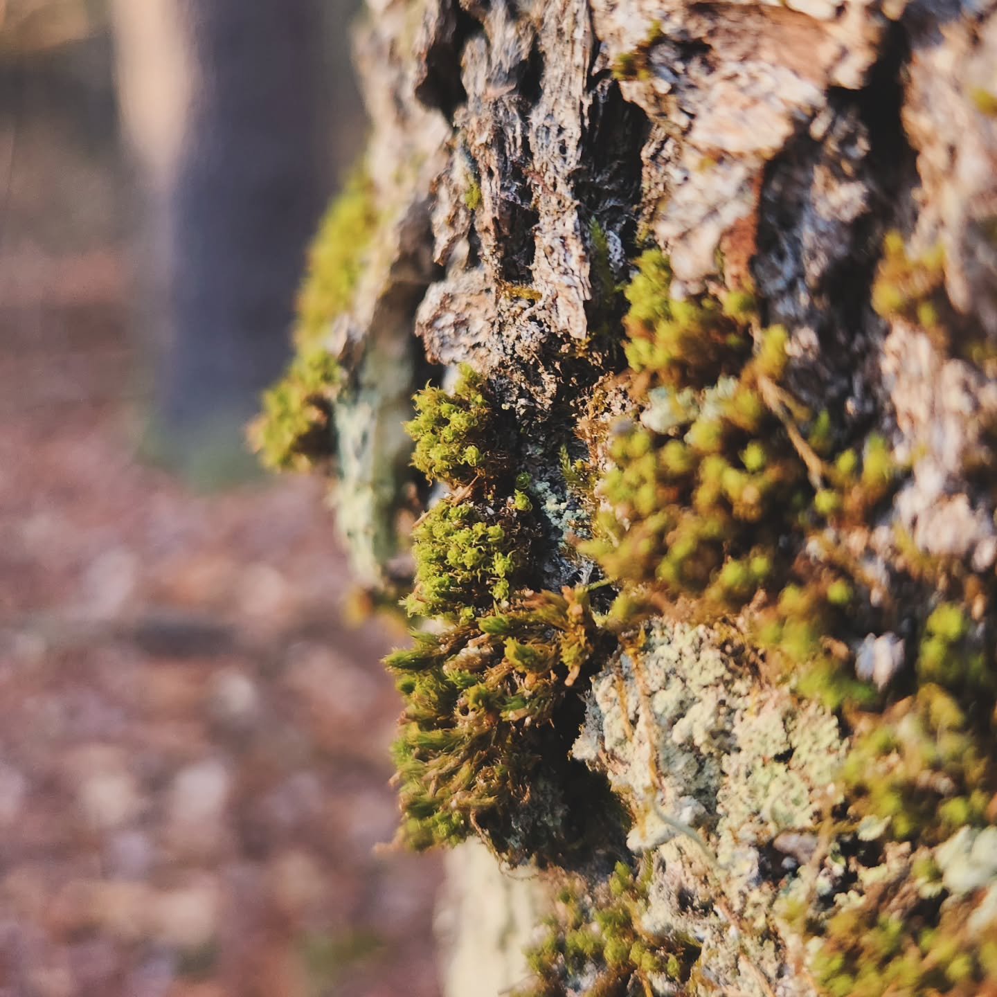 Behind the gear and the shop hours, this is where I reset. Stole a couple hours in the woods tonight. So quiet I could hear myself breathe and the place come alive as the sun went down. These are the moments I build for.

#royalriverthreadworks
#made
