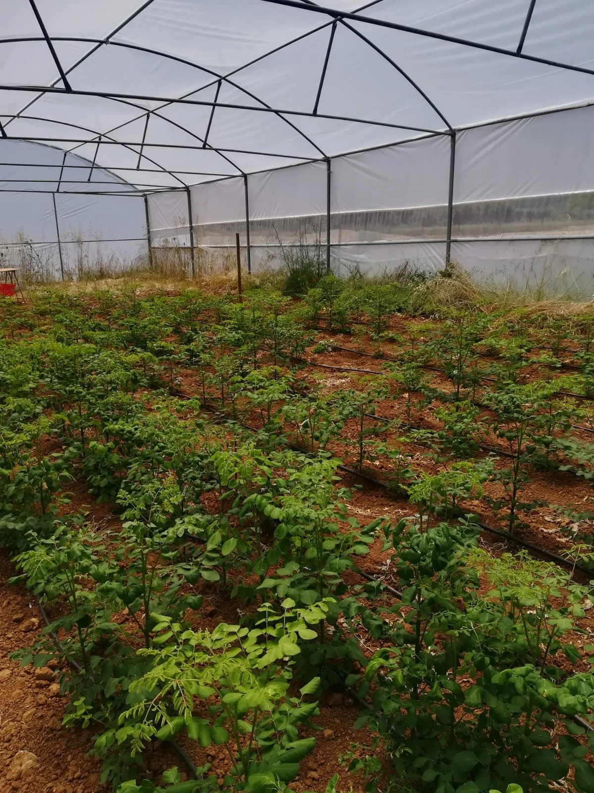 Inside a greenhouse with rows of small green plants growing in the soil.