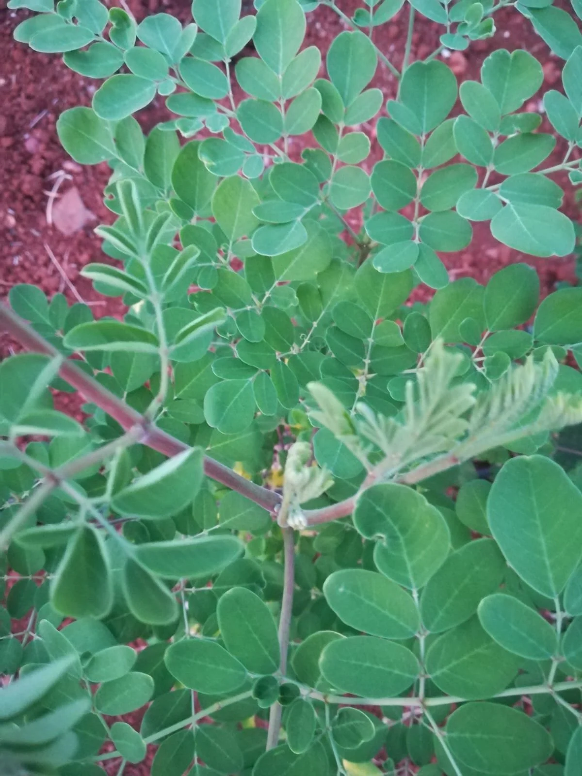 Close-up of green peanut plant with small leaves growing in reddish soil.