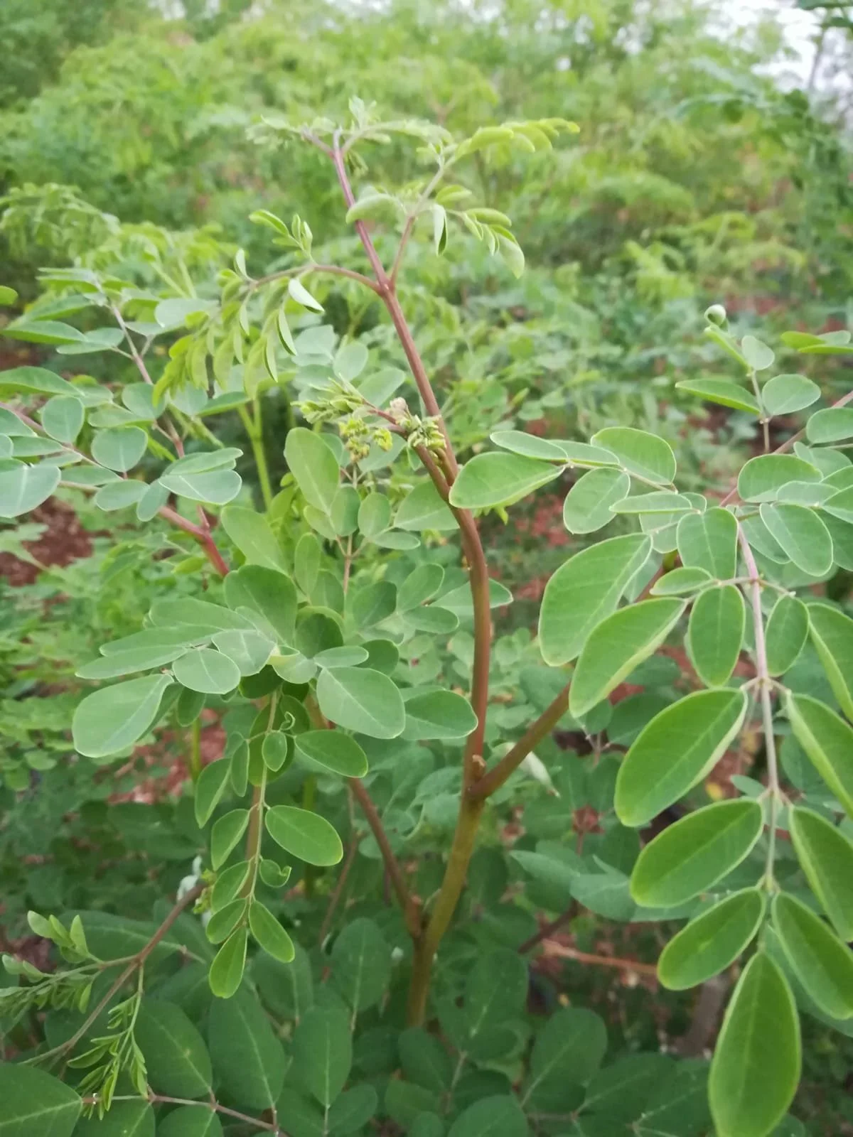 Close-up of green leafy plant with small oval leaves on reddish-brown stems, outdoors in a garden setting.