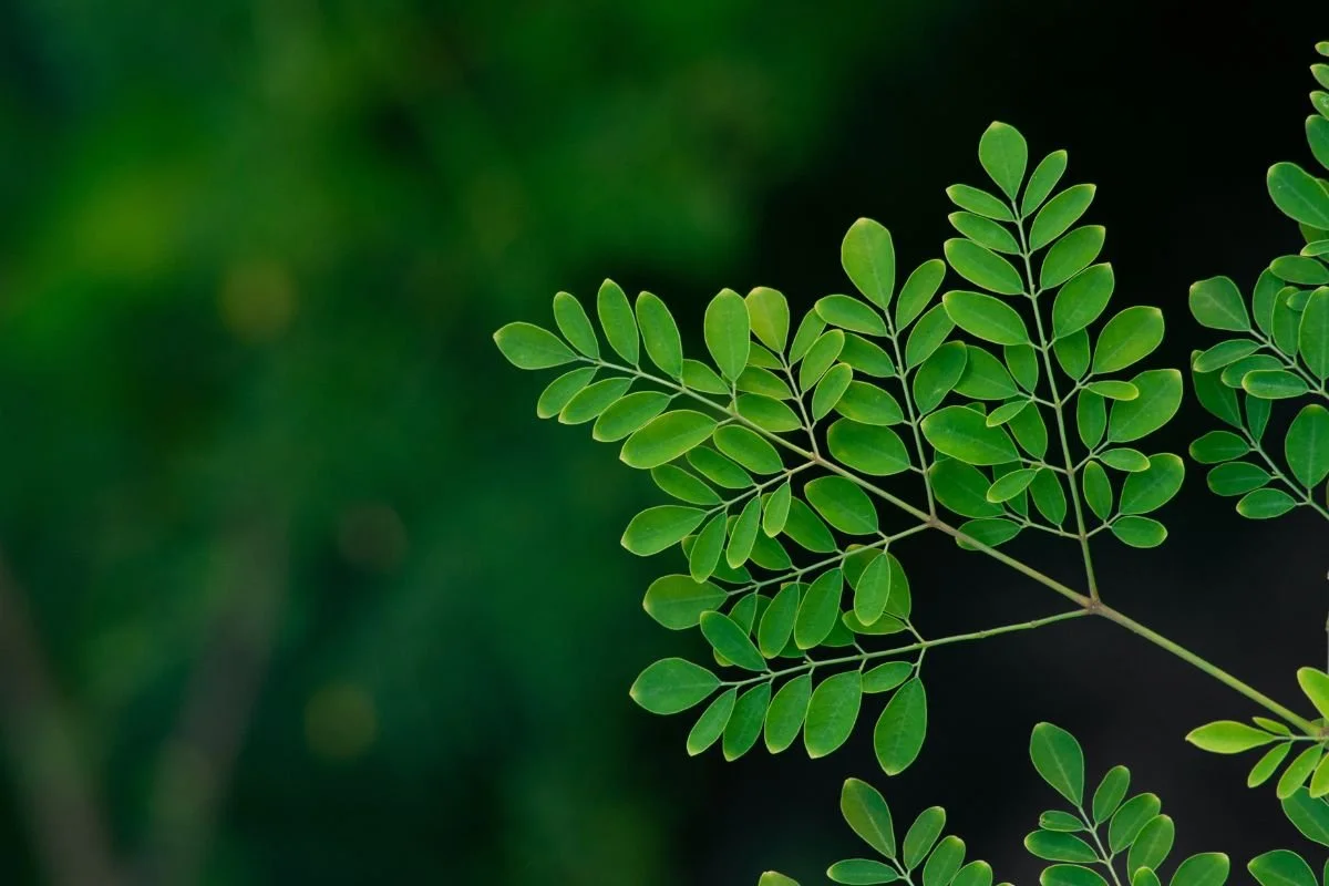 Green compound leaves against a dark background.