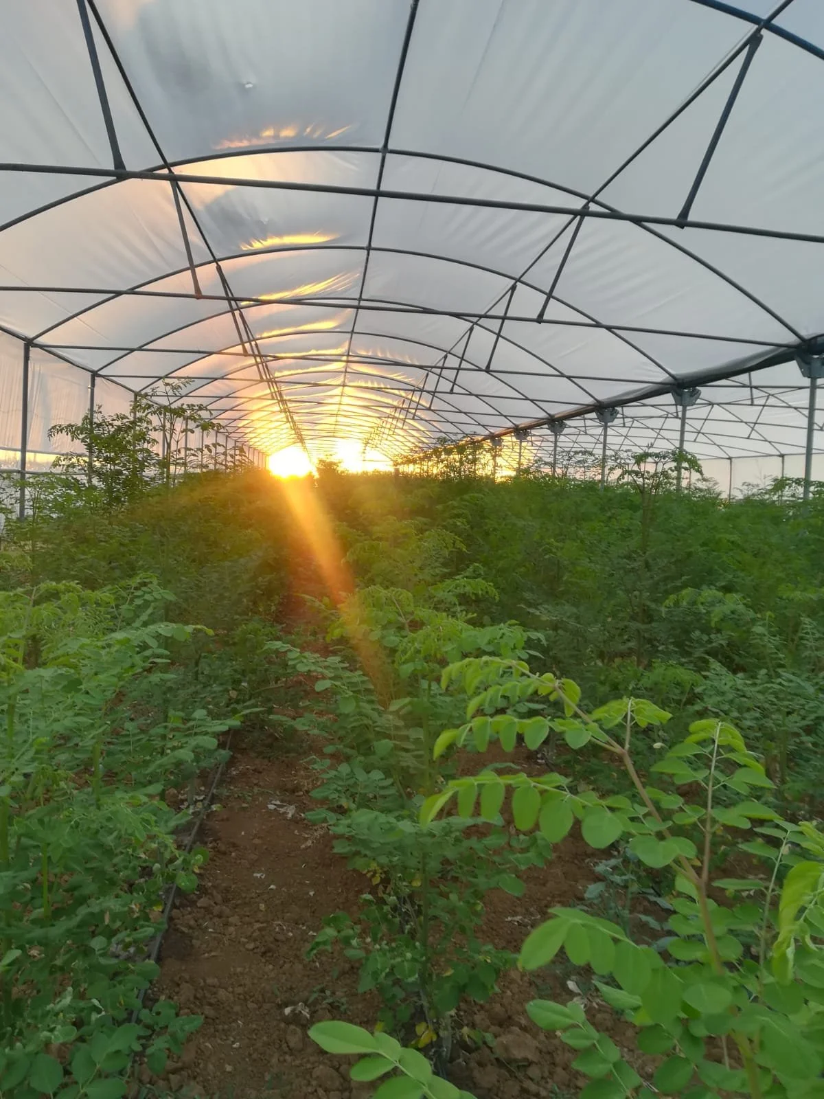 Sunset inside a greenhouse with rows of green plants on soil beds.