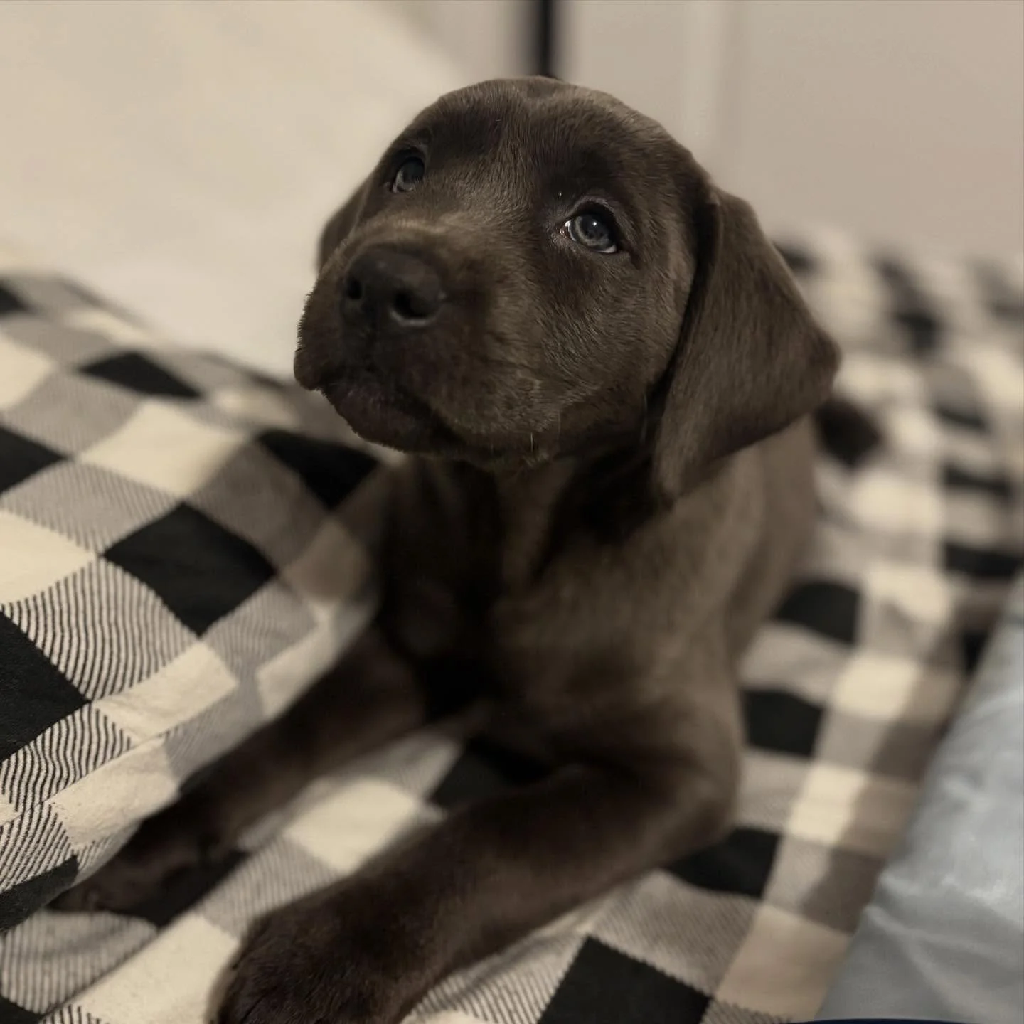 Welcome Molly to our crew! 🤍🐾 She&rsquo;s the daughter of our sweet girl Maya, and she&rsquo;s already being spoiled by her wonderful guardian family. Molly has also become besties with Henley, who&rsquo;s part of our guardian program too! We&rsquo