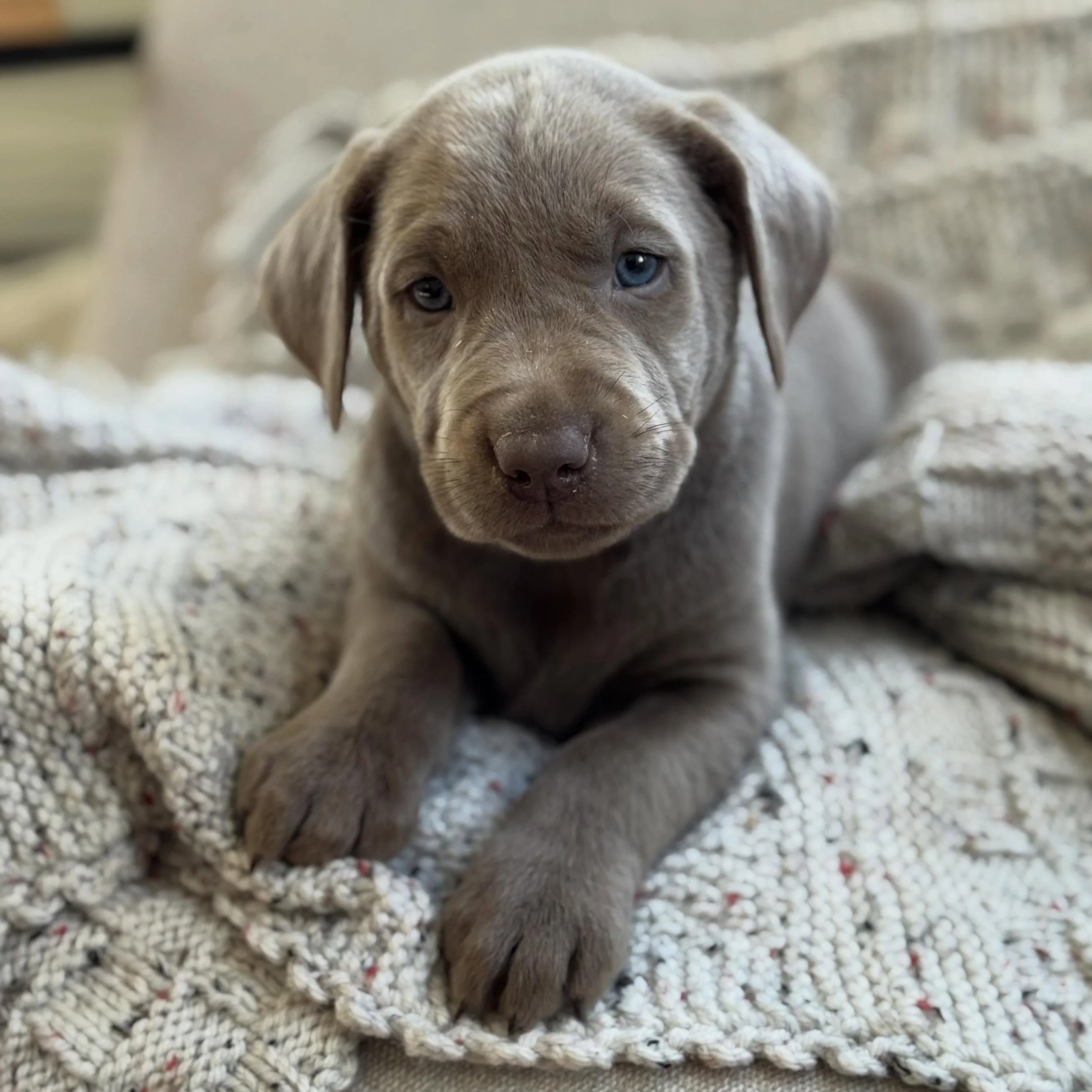 Unfortunately, the original guardian family is no longer able to move forward, so one beautiful girl from our sweet Maya is now available.🤍

We are looking for the perfect forever Guardian Home for her. She will be ready to go home in approximately 