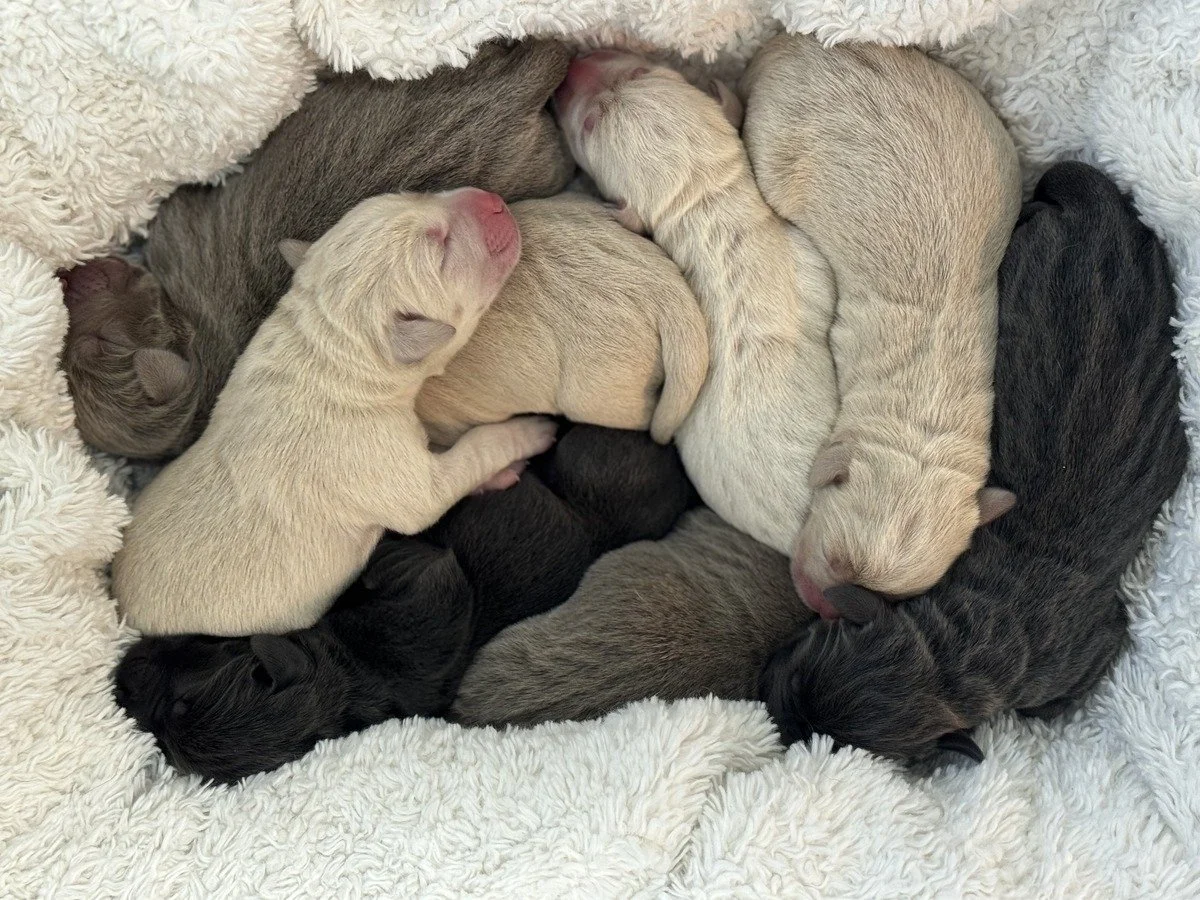 Puppies of all colours sleeping together on a fuzzy blanket