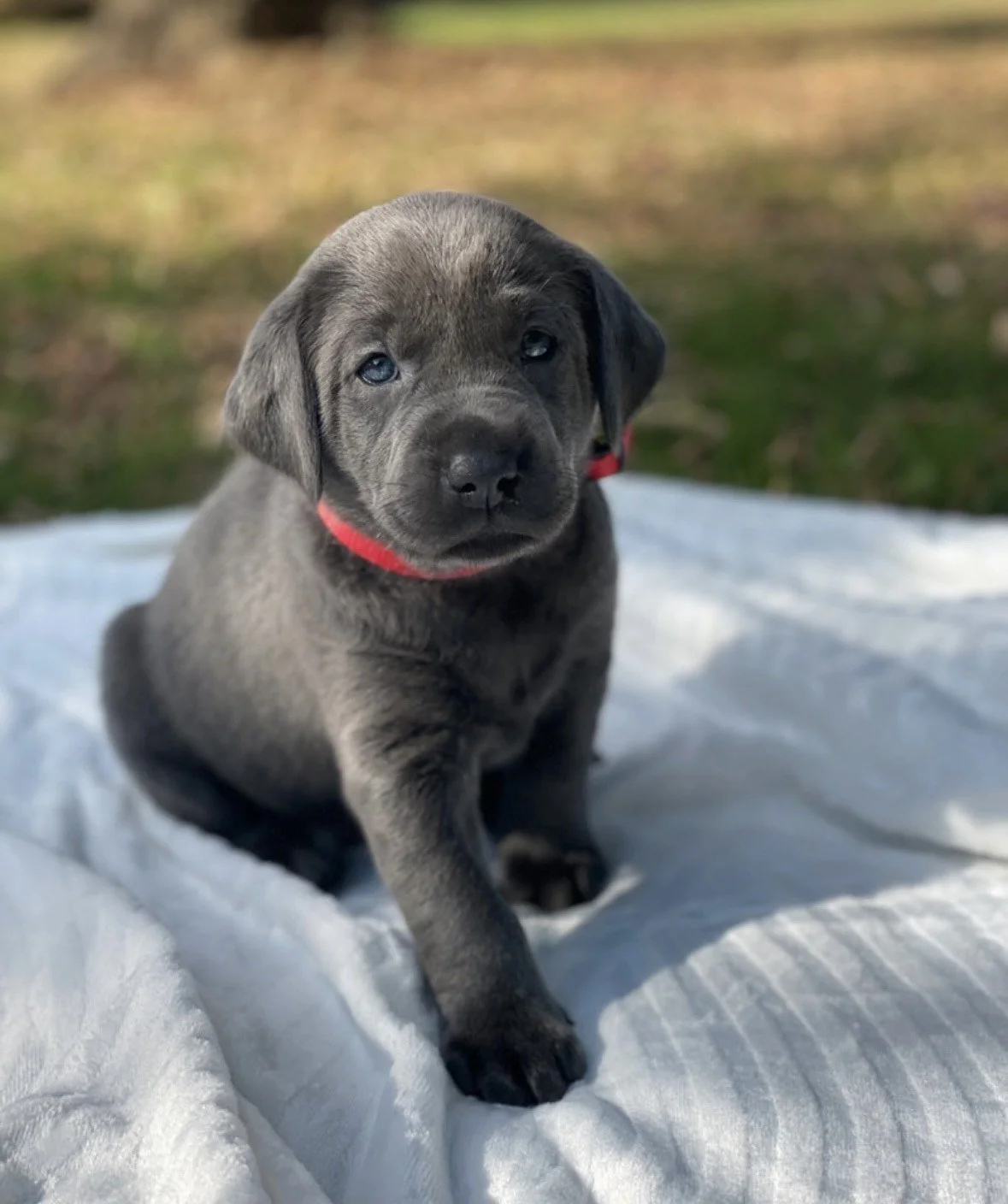 Charcoal puppy outside on a blanket