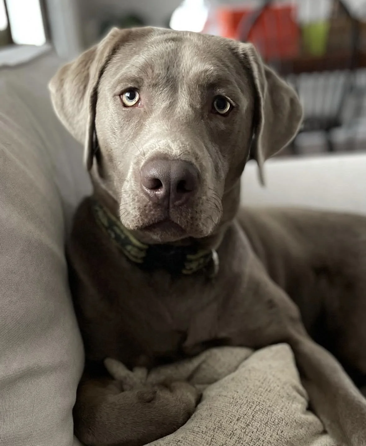 Boomer, a silver lab, on the couch