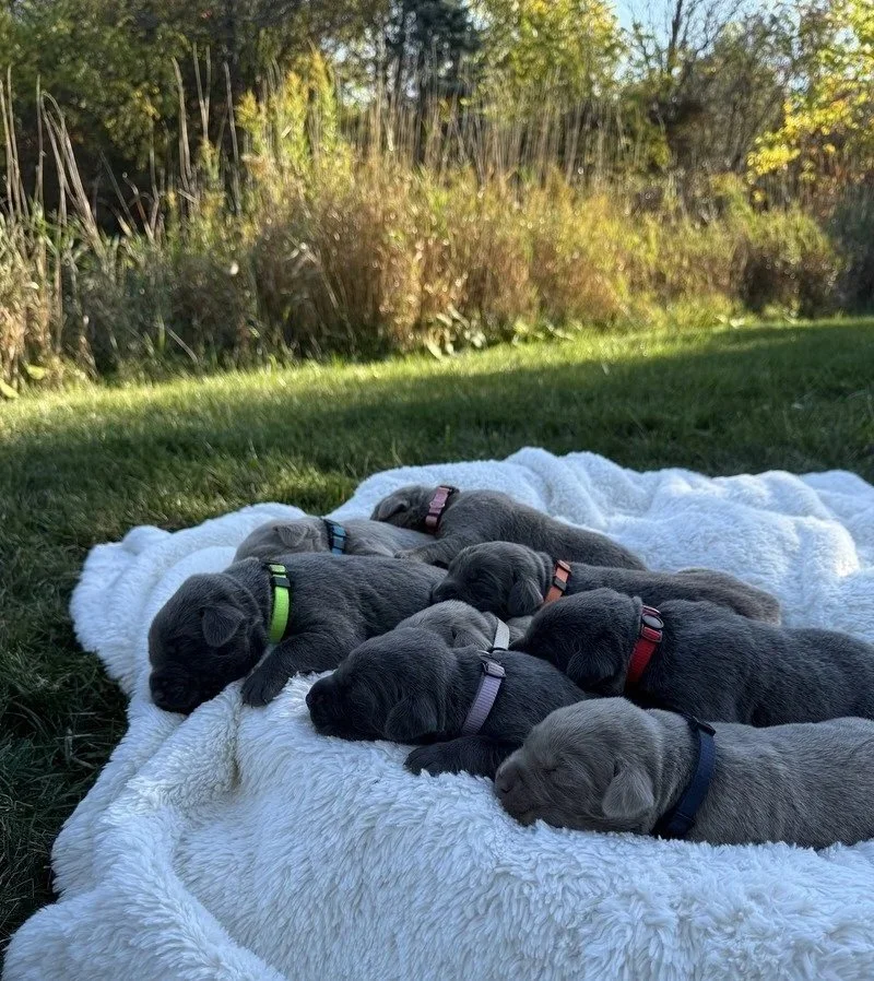 Puppies facing the same way, sleeping outside on a white blanket