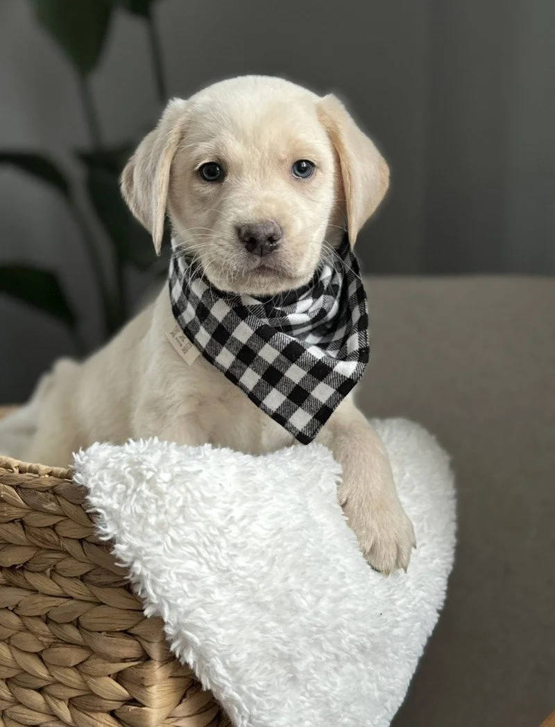 Champagne puppy with black and white bandana