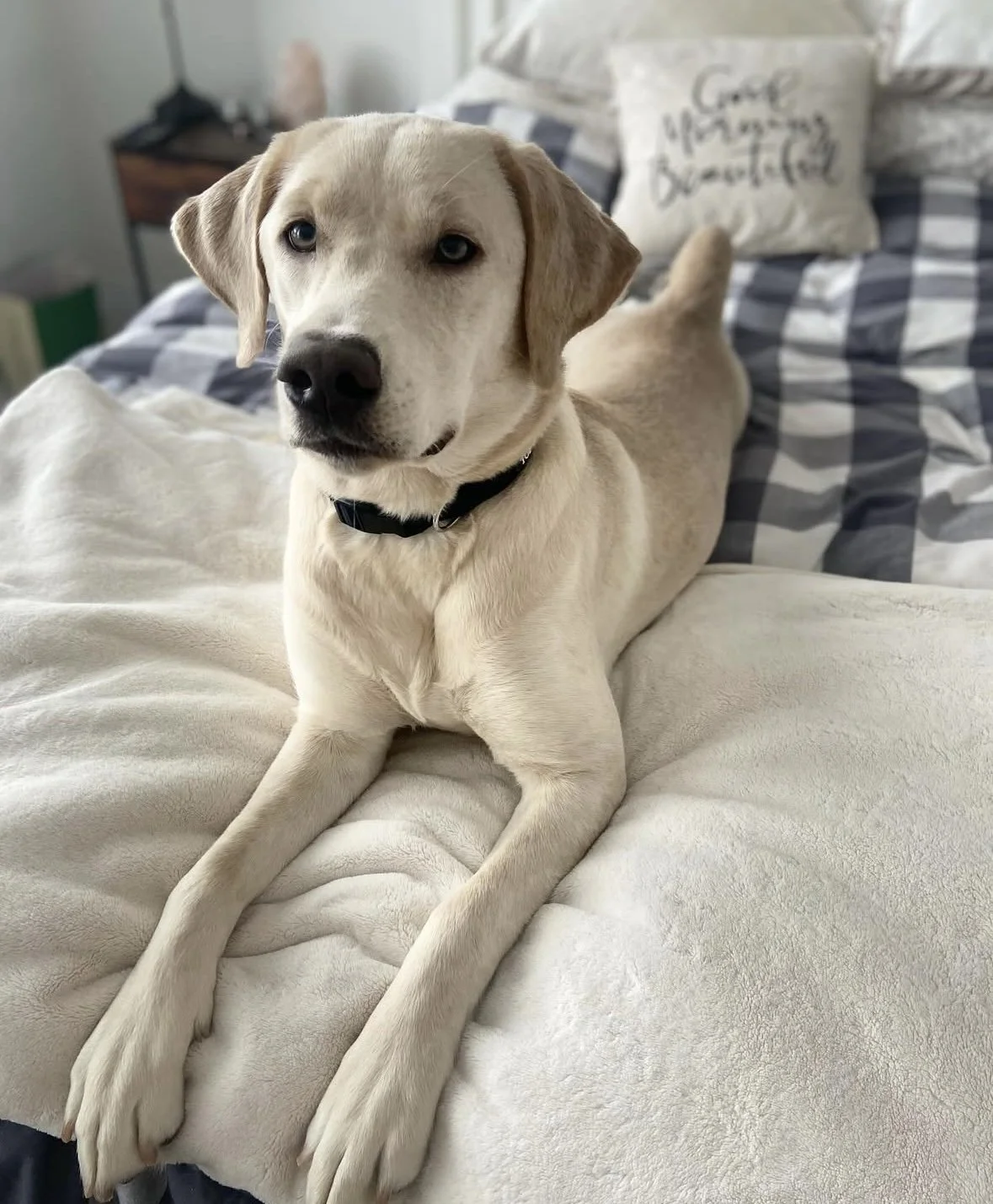 Henley, a champagne coloured lab, on the bed